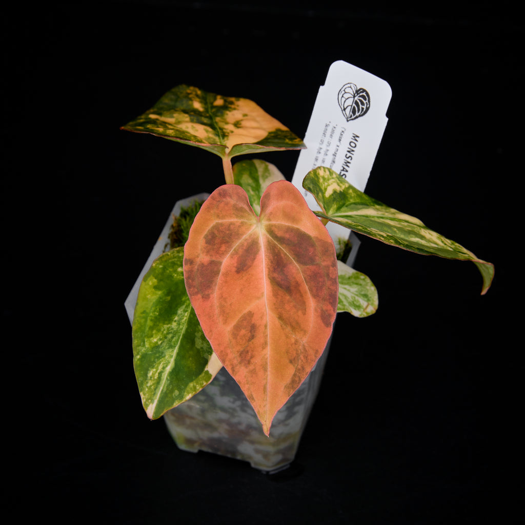 Anthurium ('AM1(Kaiser)' x magnificum) x 'AM5(Phoenix) Seed