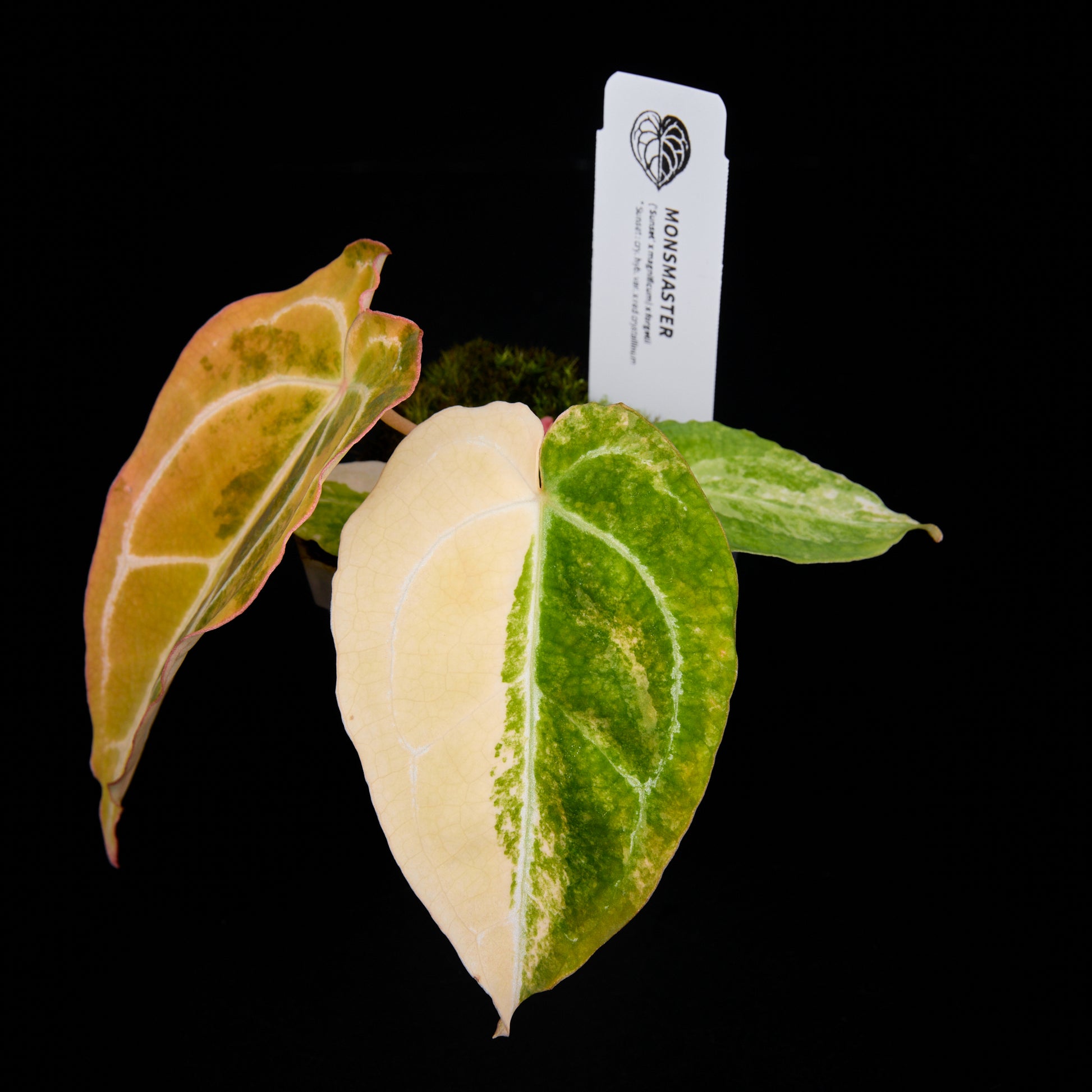 Anthurium (Sunset x magnificum) x forgetii Seedlings 6