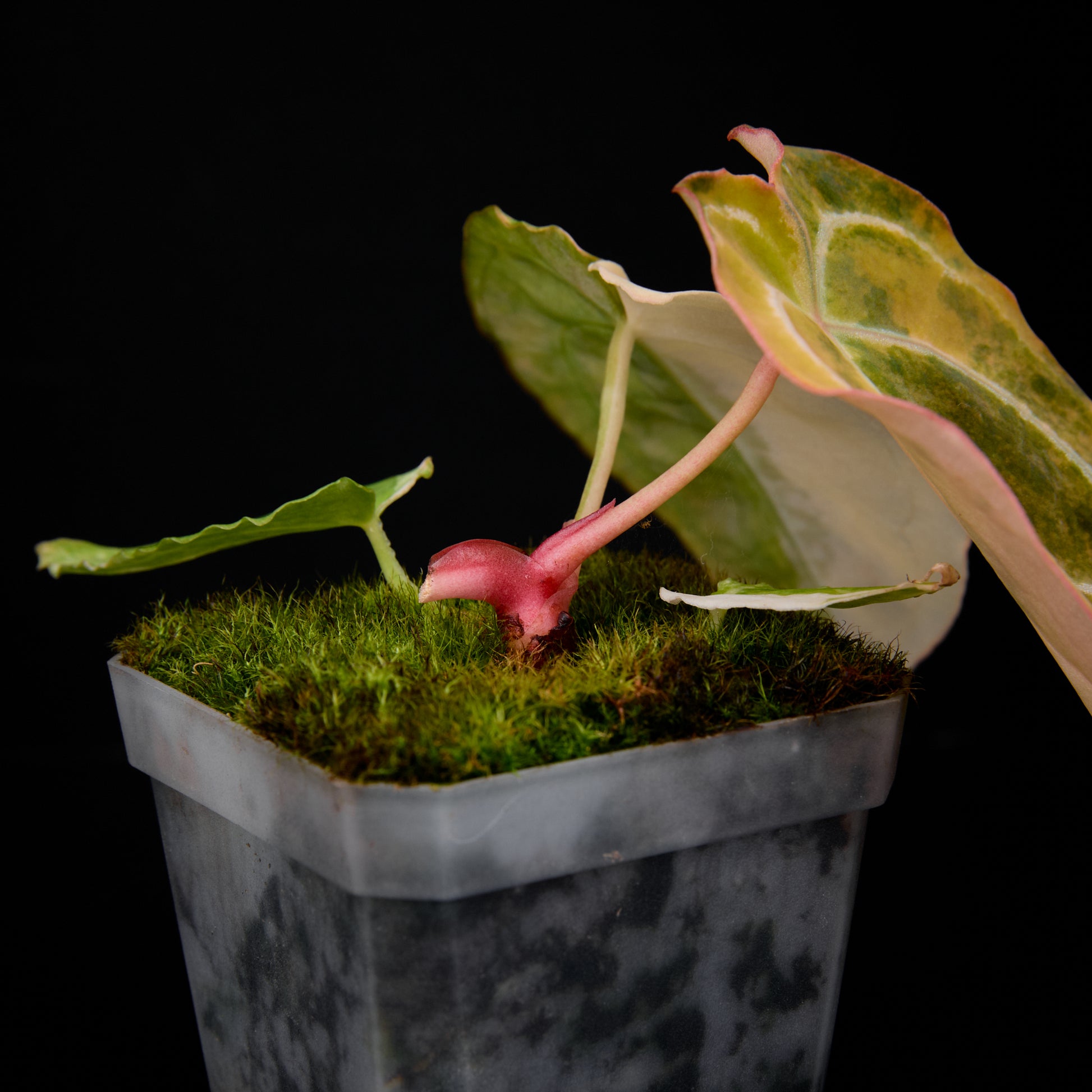 Anthurium (Sunset x magnificum) x forgetii Seedlings 6