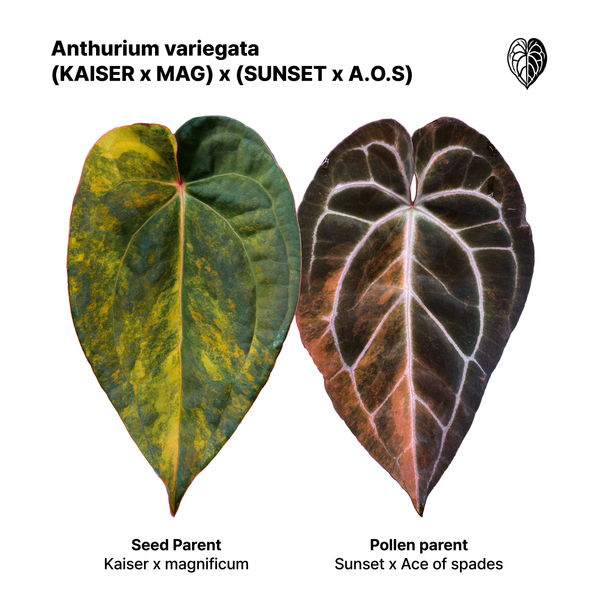 Anthurium ('AM1(Kaiser)' x magnificum) x 'AM5(Phoenix) Seed