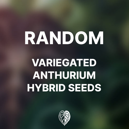 Anthurium variegata random Seed