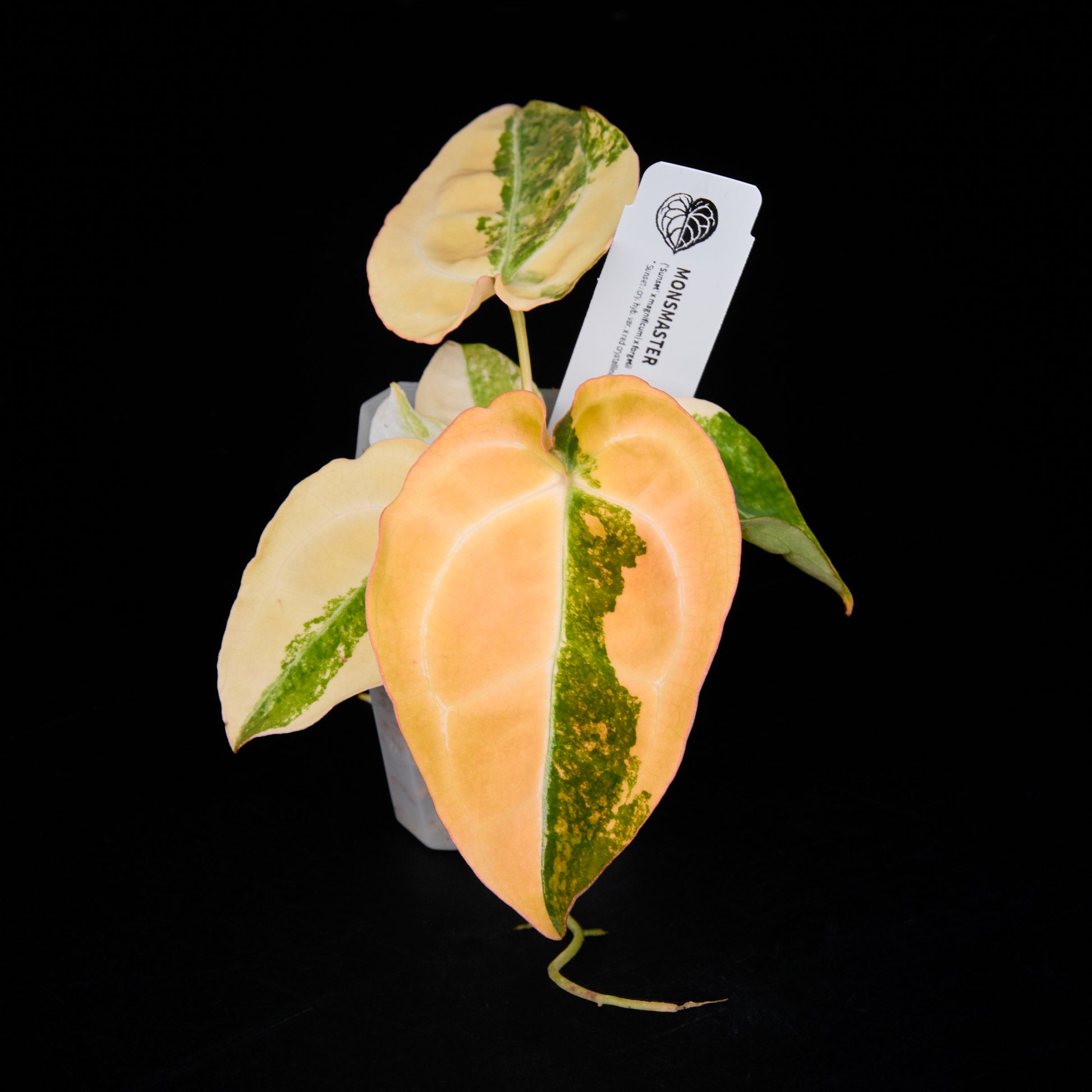 Anthurium (Sunset x magnificum) x forgetii Seedlings 7