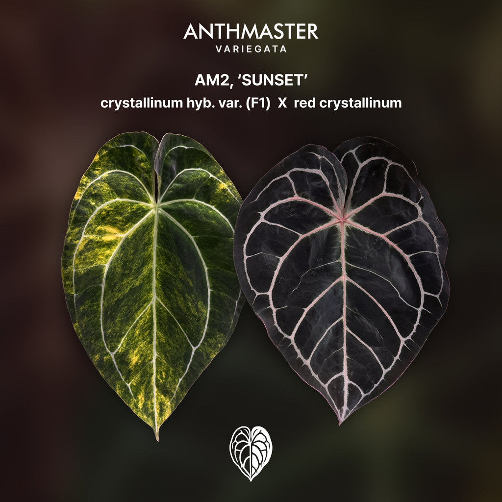 Anthurium 'AM2(Sunset)' C