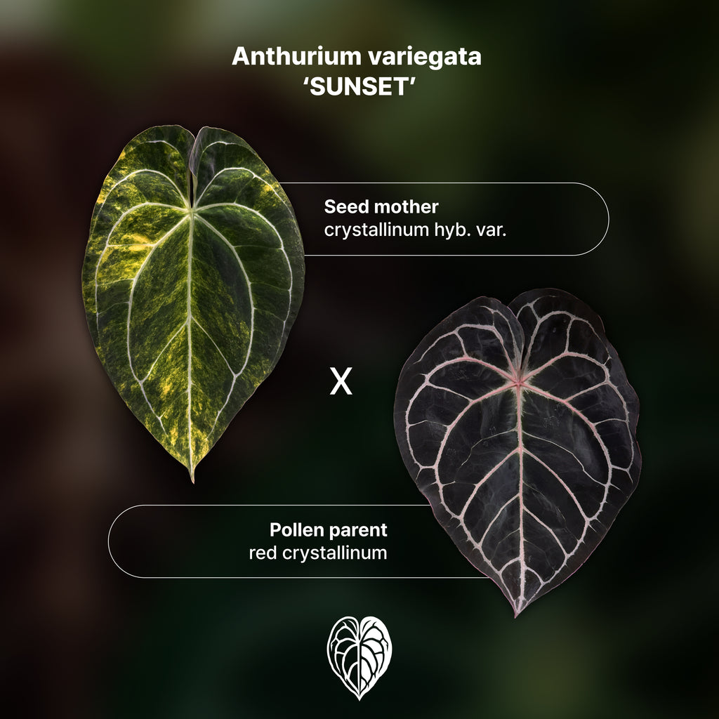 Anthurium 'AM2(Sunset)' Seed