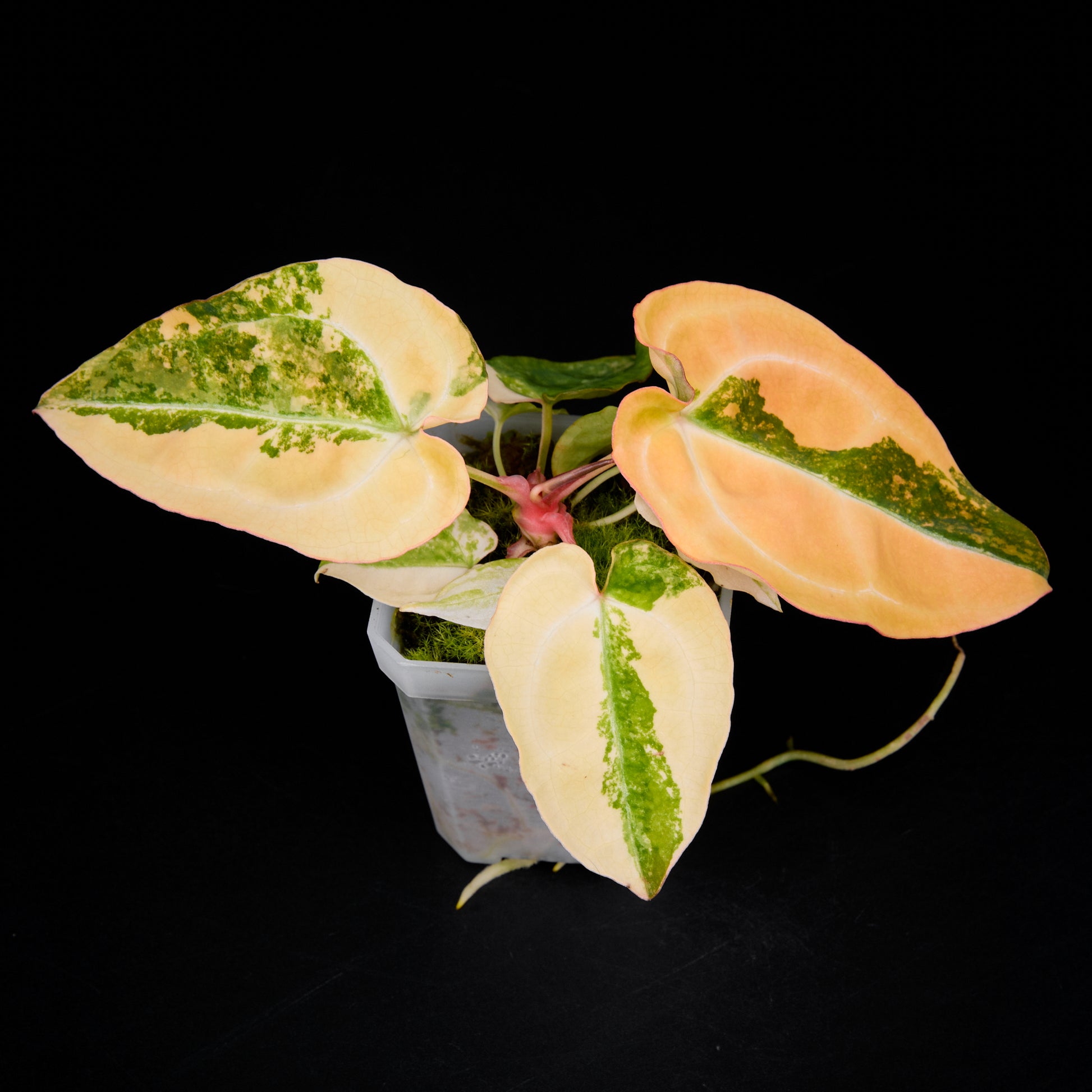 Anthurium (Sunset x magnificum) x forgetii Seedlings 7