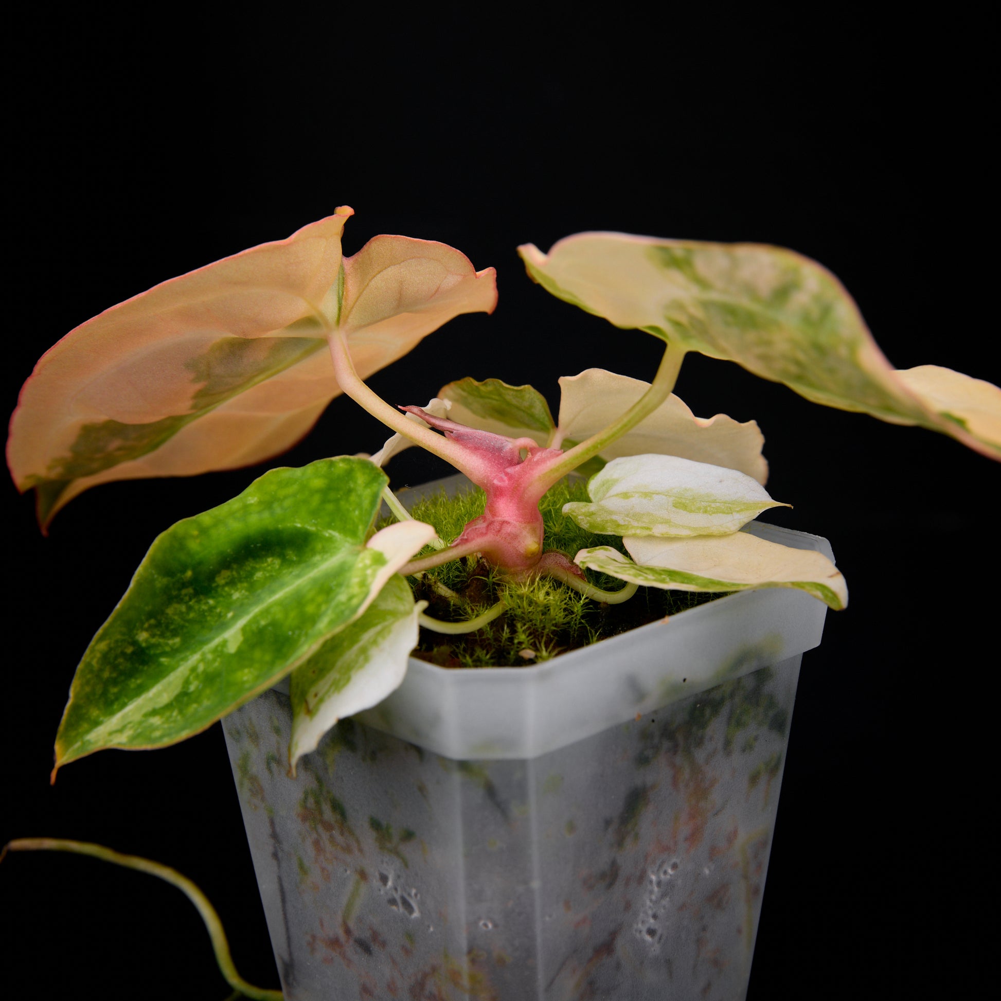 Anthurium (Sunset x magnificum) x forgetii Seedlings 7