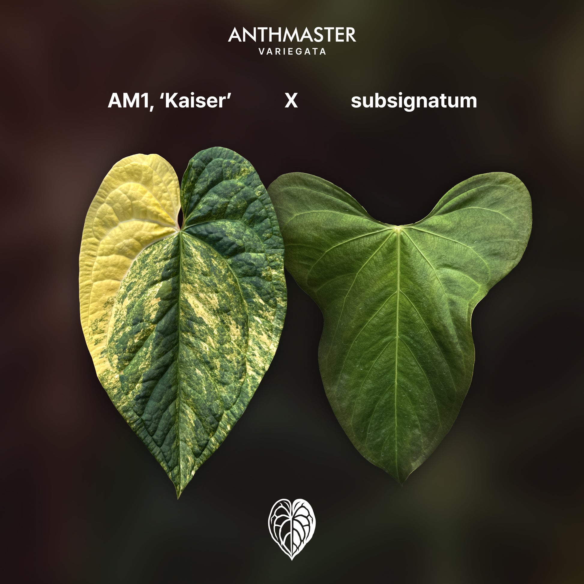 Anthurium 'AM1(Kaiser)' x subsignatum B