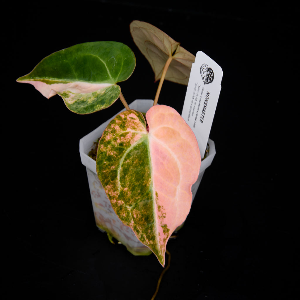 Anthurium ('AM1(Kaiser)' x magnificum) x 'AM5(Phoenix)' Small Seedlings – Grower’s Choice