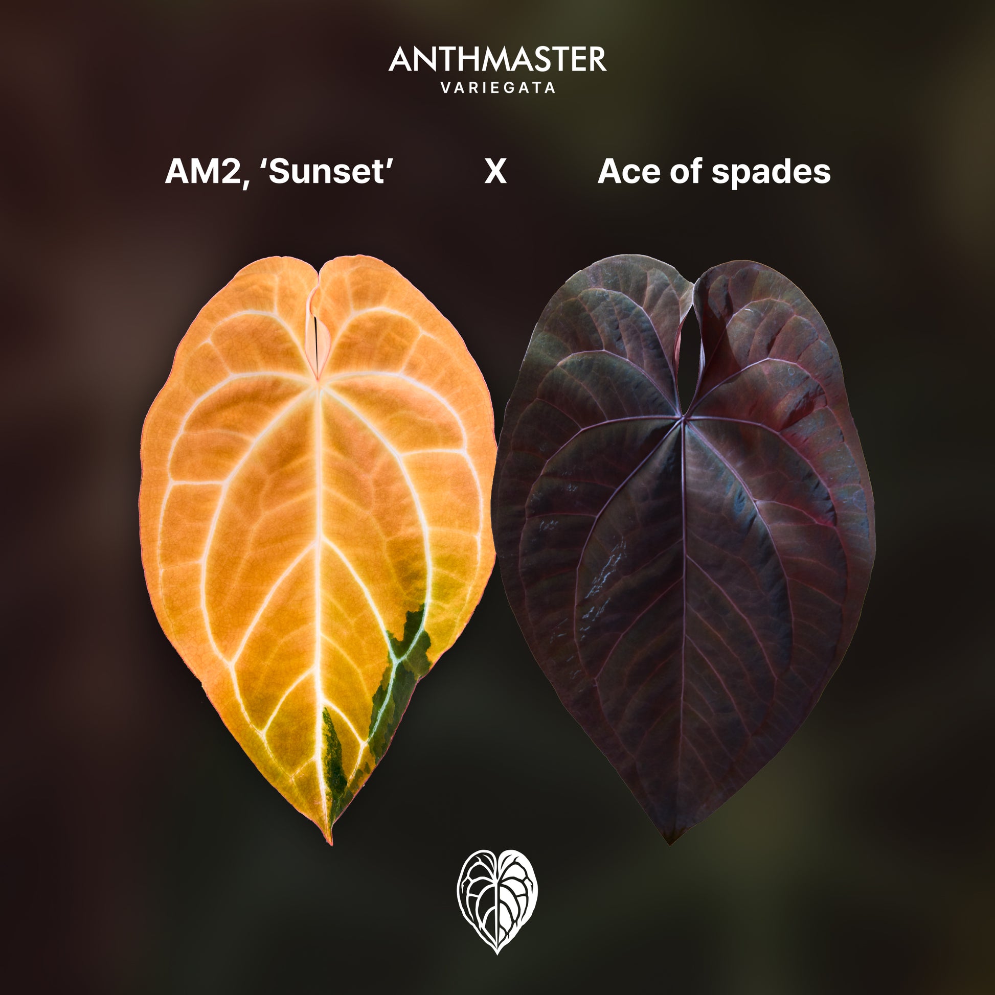 Anthurium 'AM2(Sunset)' x AOS B