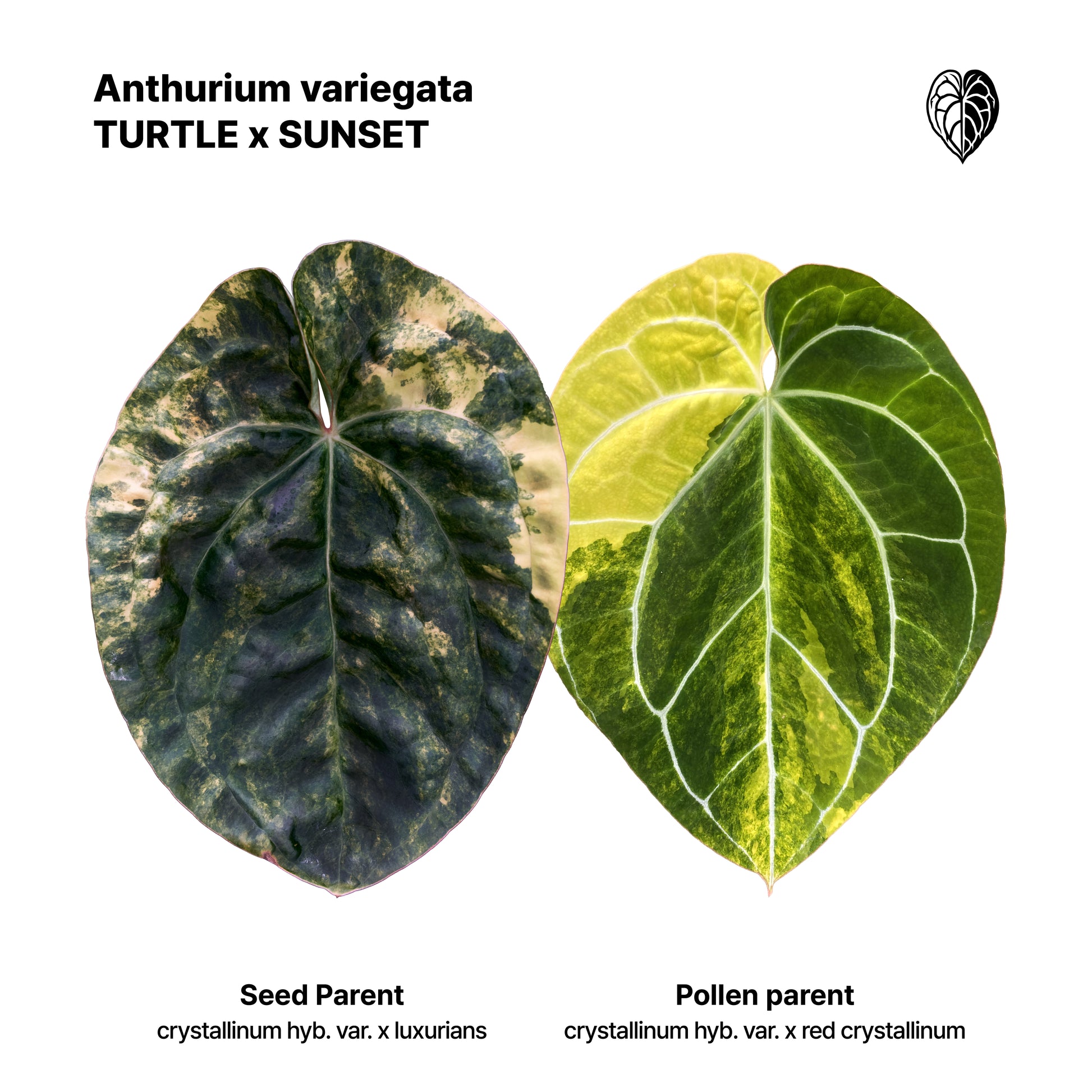 Anthurium Turtle x Sunset