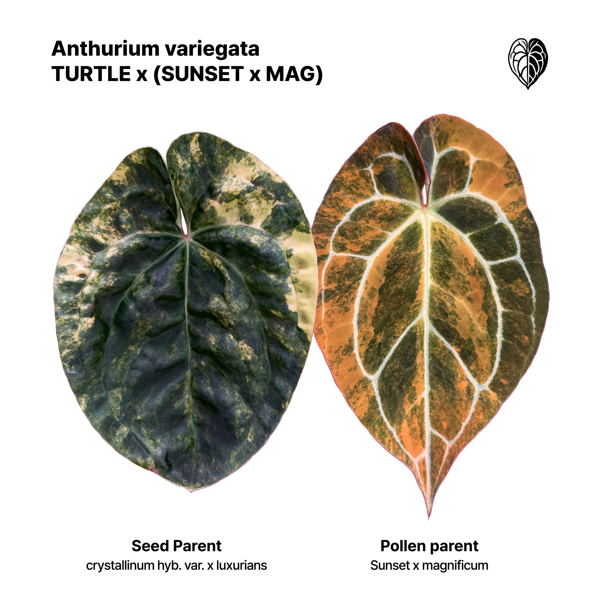 Anthurium Turtle x (Sunset x mag)