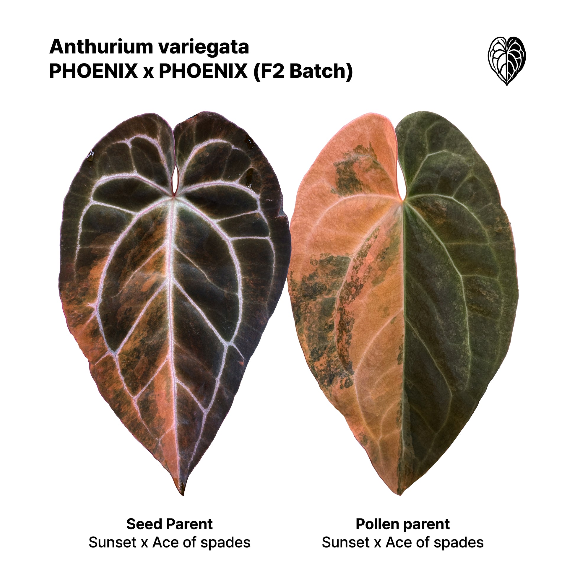 Anthurium 'AM5(Phoenix)' F2 Seedlings 1