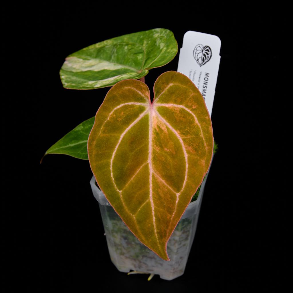 Anthurium 'AM5(Phoenix)' F2 Seedlings 1
