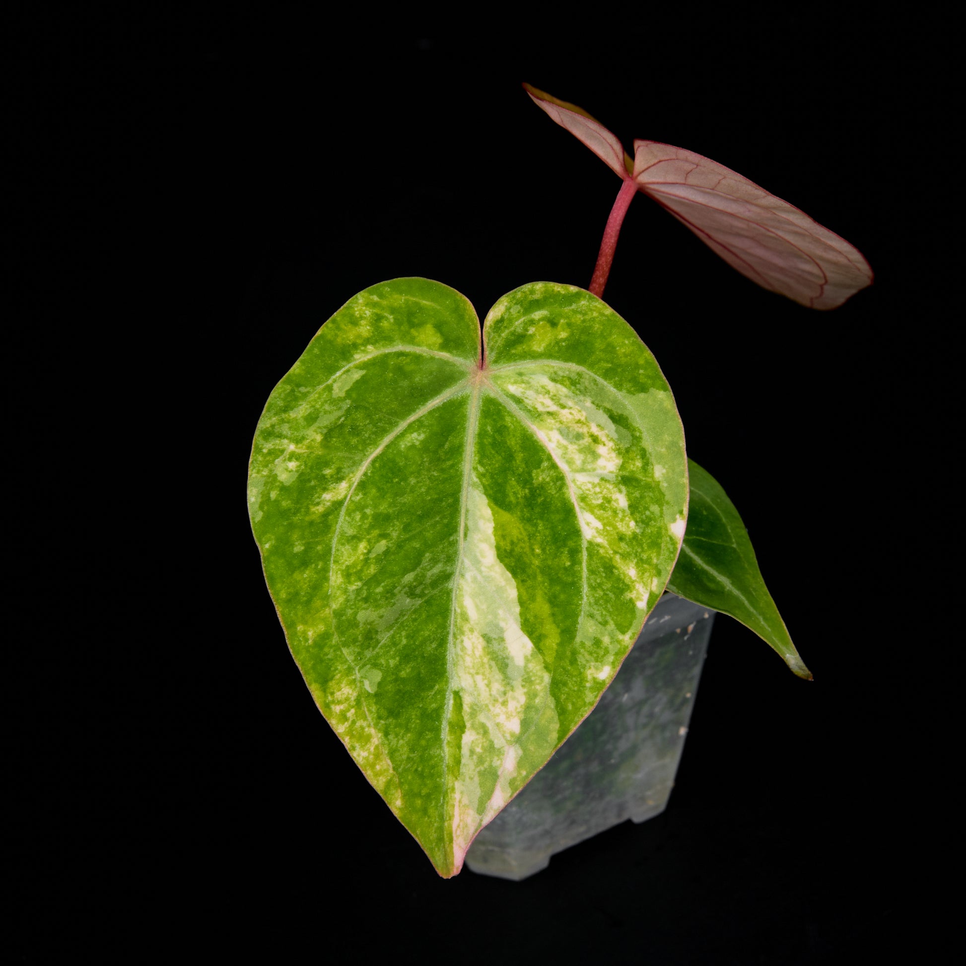 Anthurium 'AM5(Phoenix)' F2 Seedlings 1