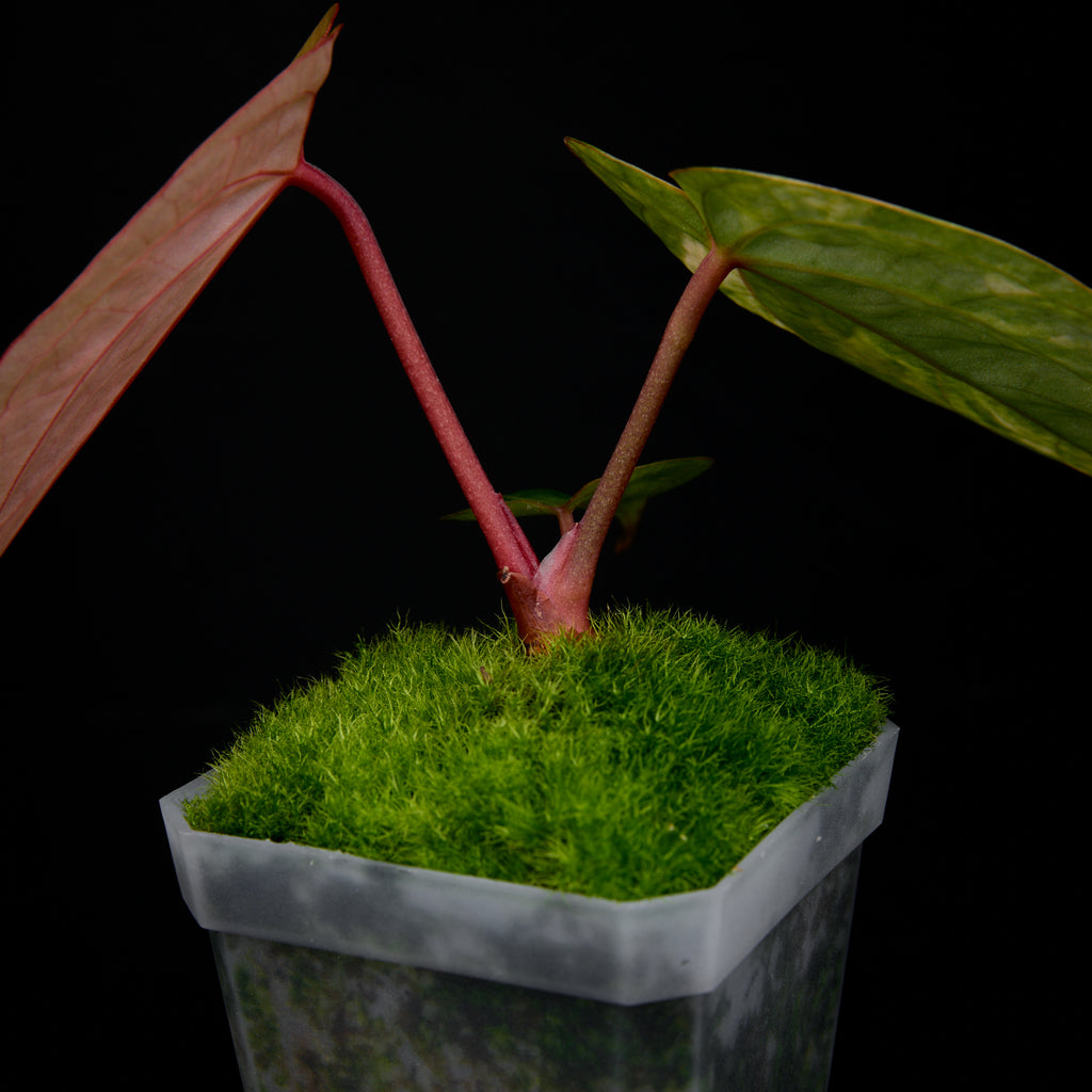 Anthurium 'AM5(Phoenix)' F2 Seedlings 1