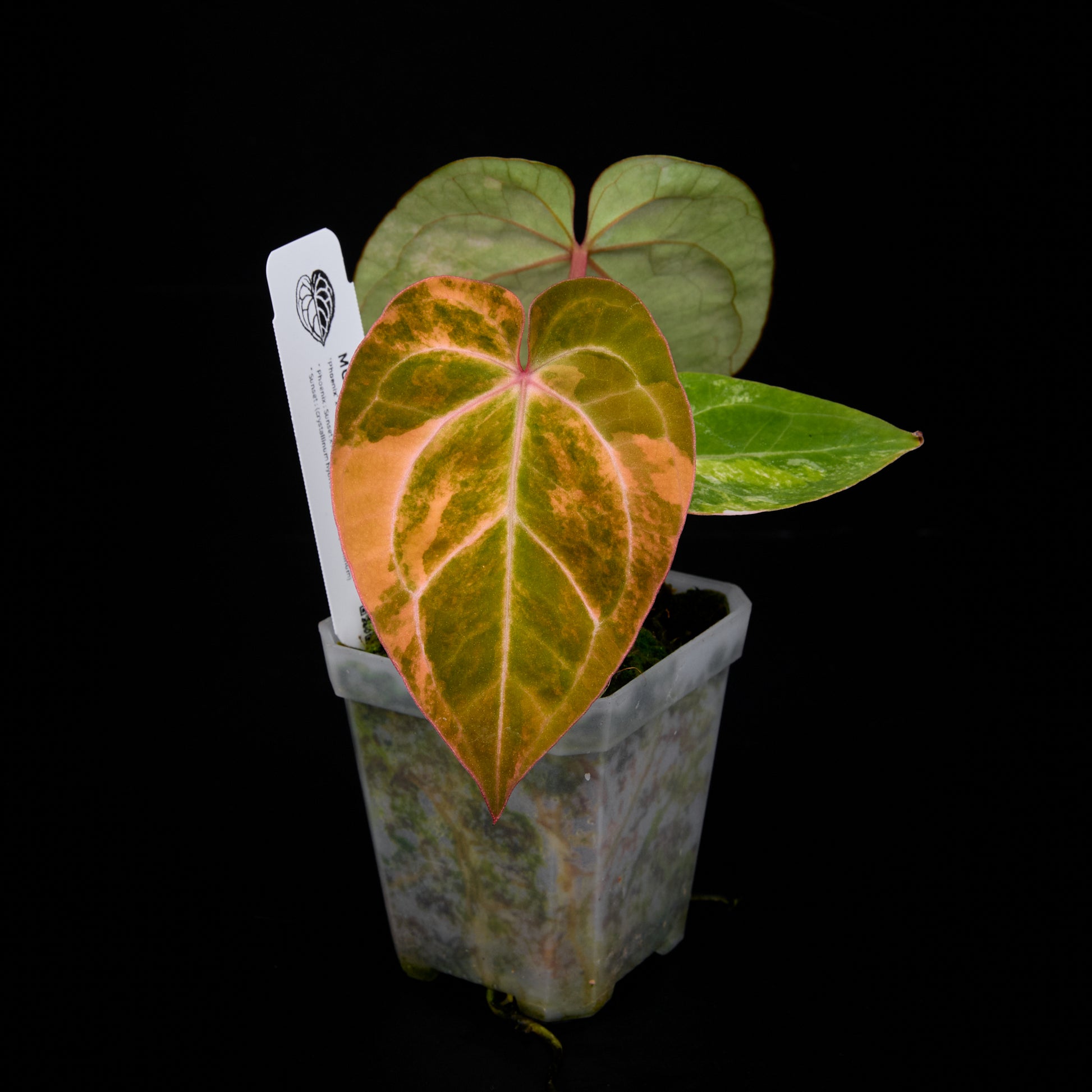 Anthurium 'AM5(Phoenix)' F2 Seedlings 2