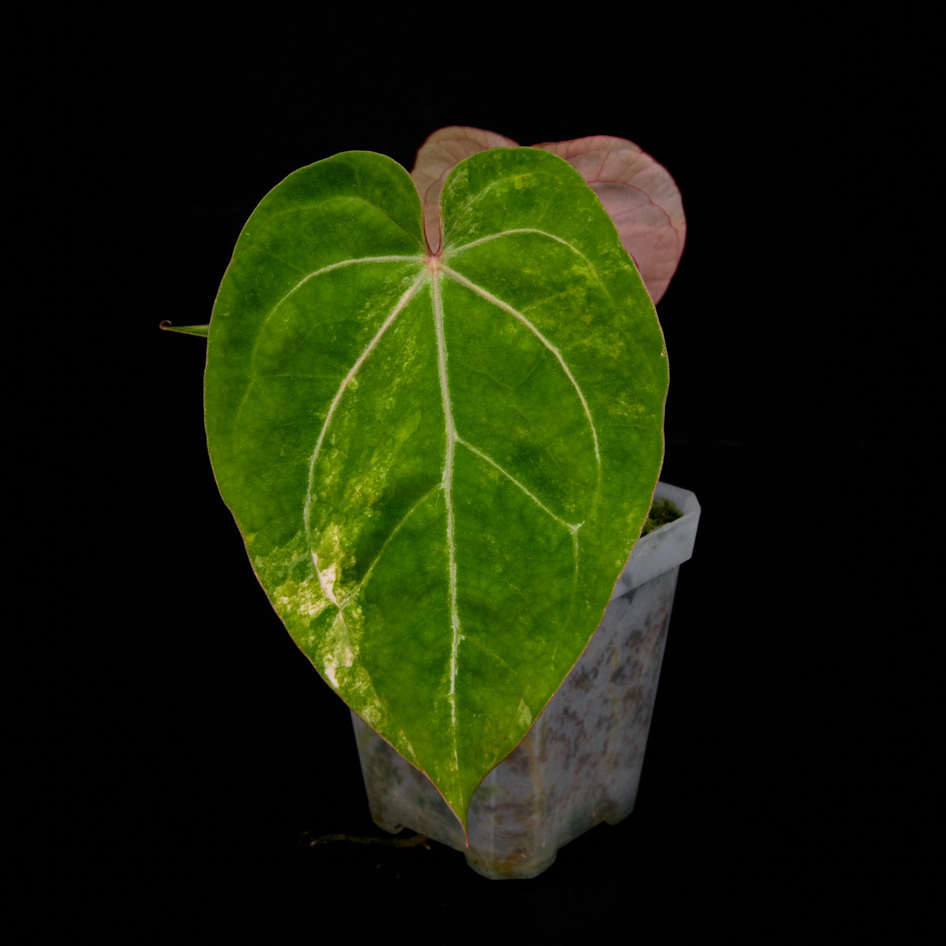 Anthurium 'AM5(Phoenix)' F2 Seedlings 2