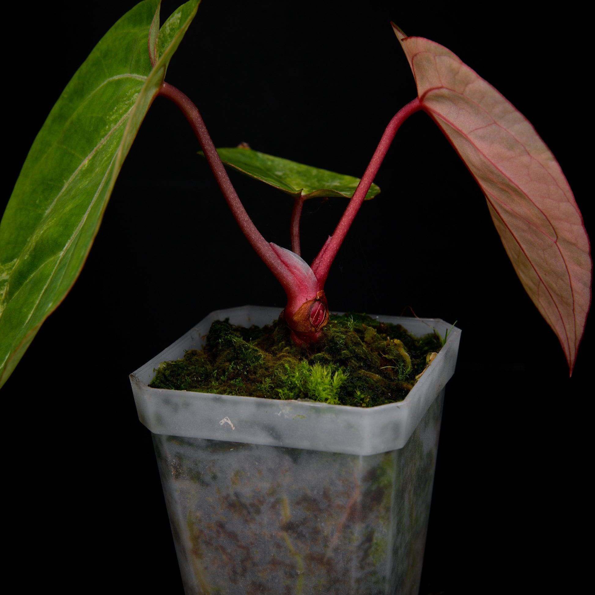 Anthurium 'AM5(Phoenix)' F2 Seedlings 2