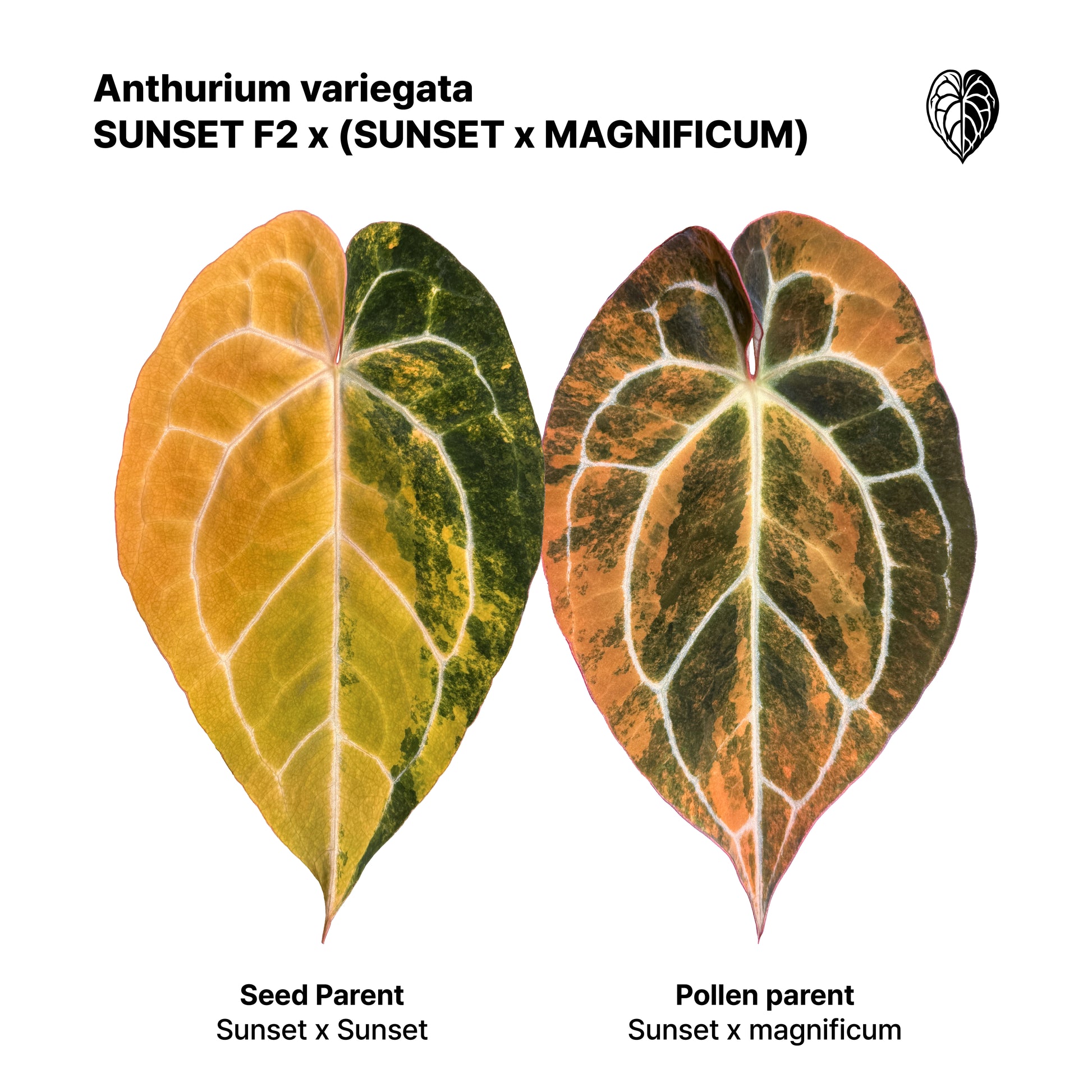 anthurium crystallinum seeds Anthurium 'AM2(Sunset)' x ('AM2(Sunset)'x magnificum) Seed
