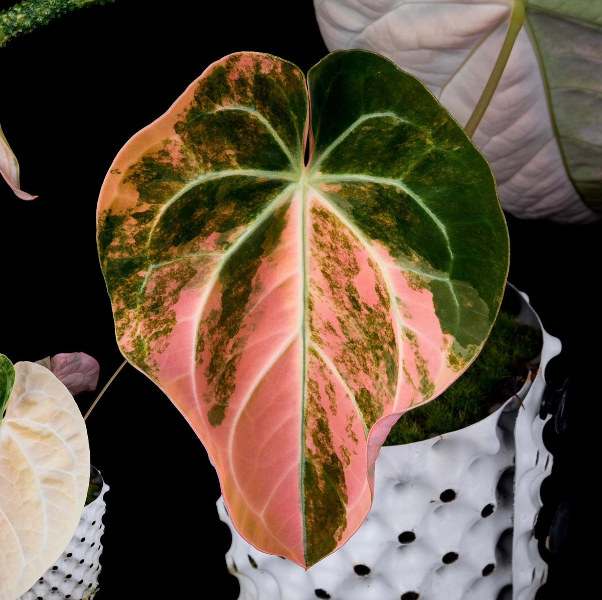 Anthurium (Kaiser x mag) x Phoenix and 3 others