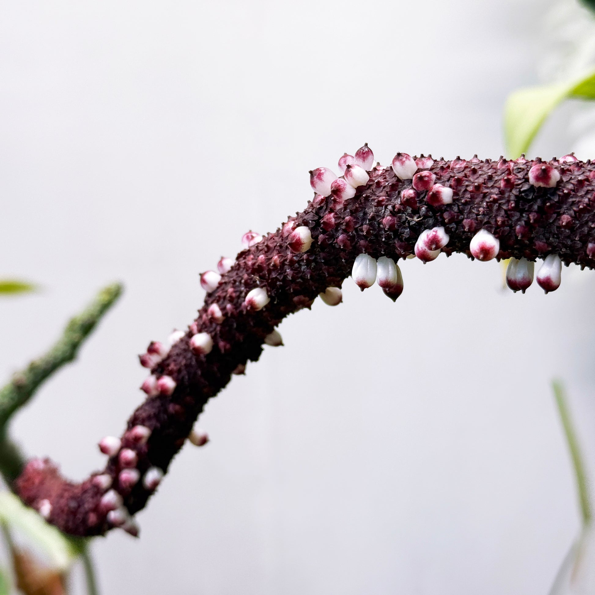 Anthurium variegata random Seed