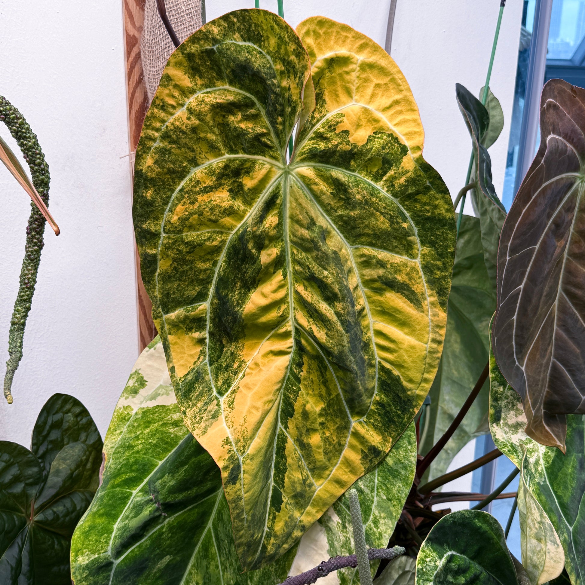 Anthurium 'AM2(Sunset)' Seed