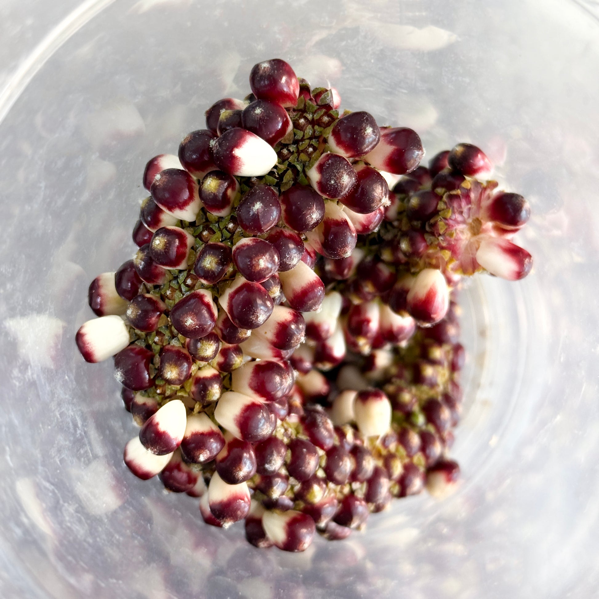 Anthurium 'AM2(Sunset)' Seed