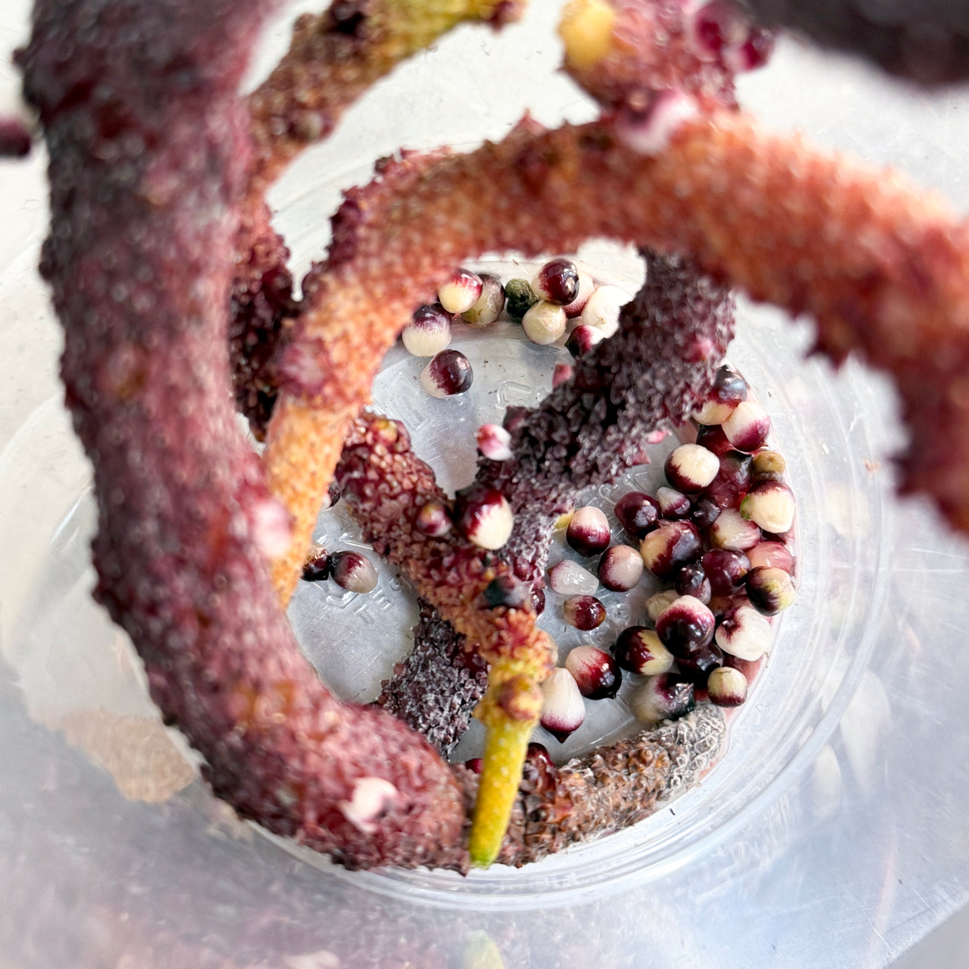 Anthurium ('AM1(Kaiser)' x magnificum) x 'AM5(Phoenix) Seed