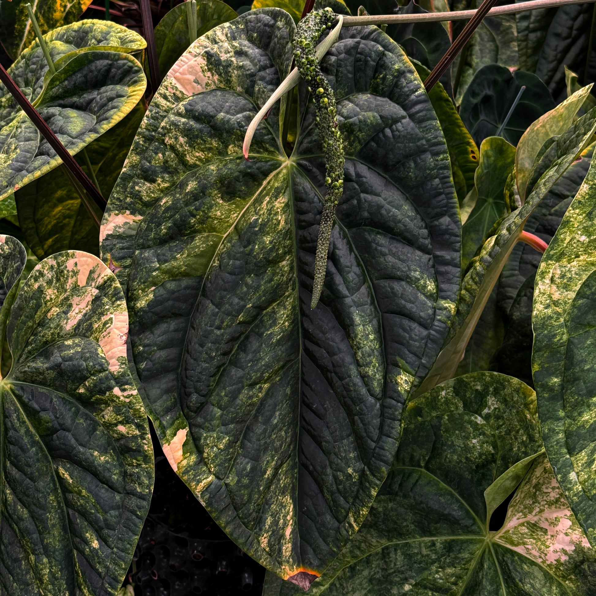 Anthurium 'AM1(Kaiser)'x magnificum Seed