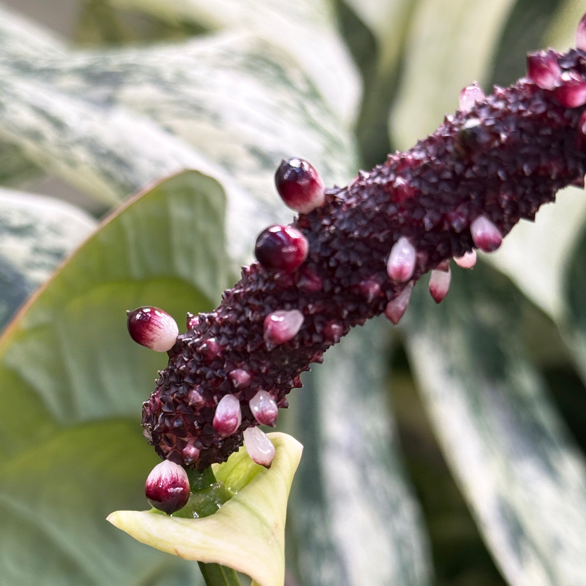 Anthurium variegata random Seed