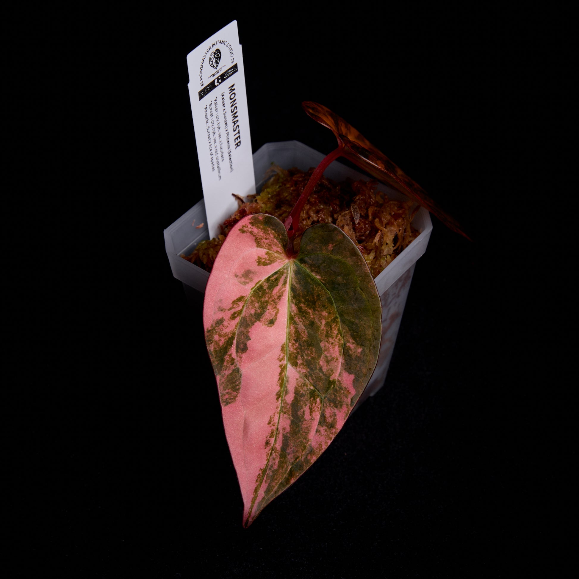 Anthurium (Kaiser x Sunset) x Phoenix (Pink Selection)