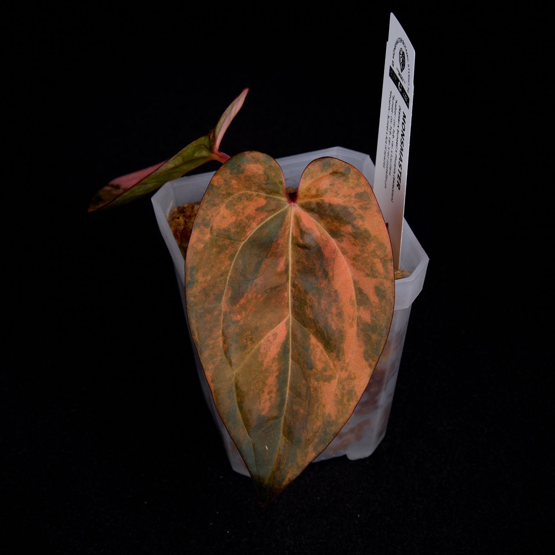 Anthurium (Kaiser x Sunset) x Phoenix (Pink Selection)