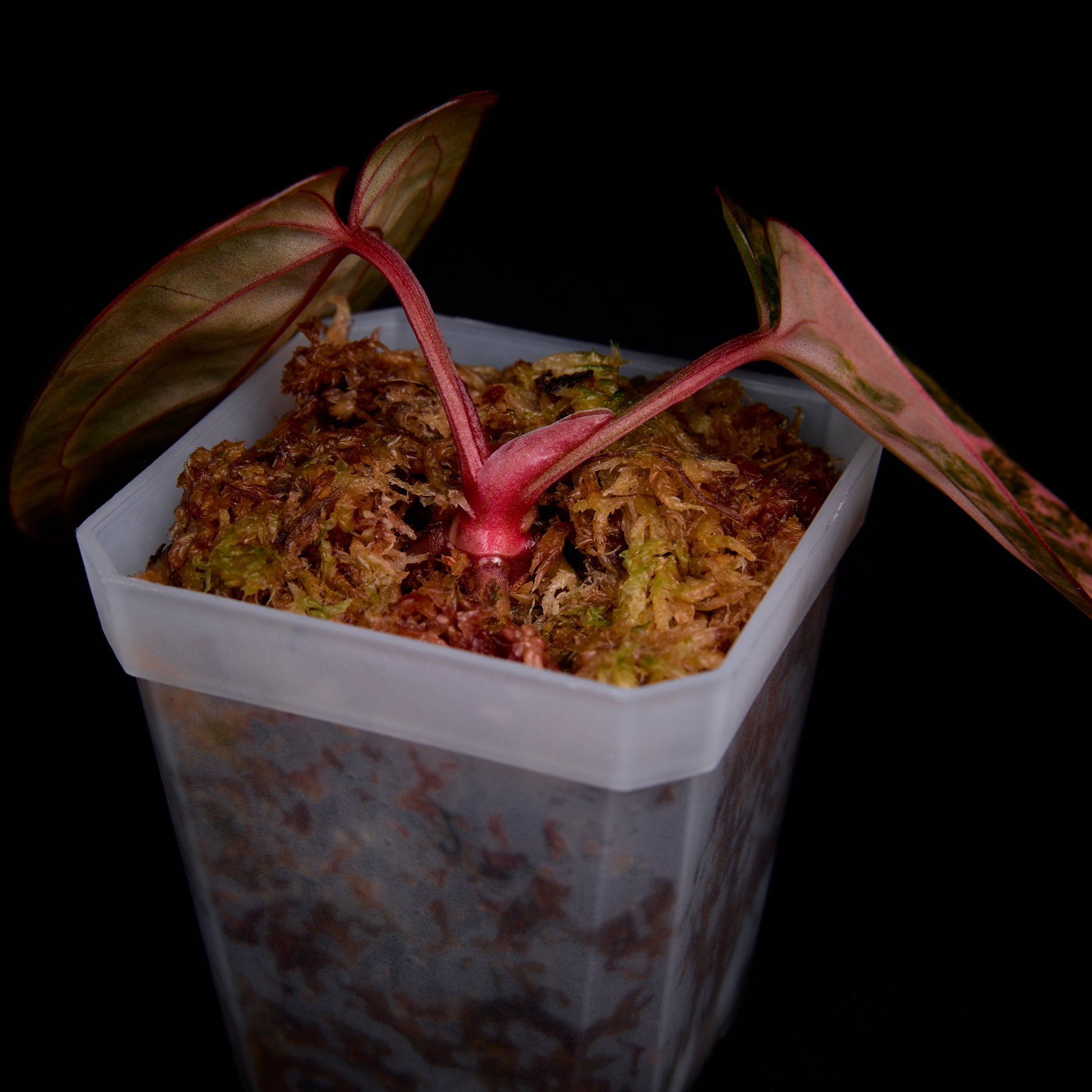 Anthurium (Kaiser x Sunset) x Phoenix (Pink Selection)