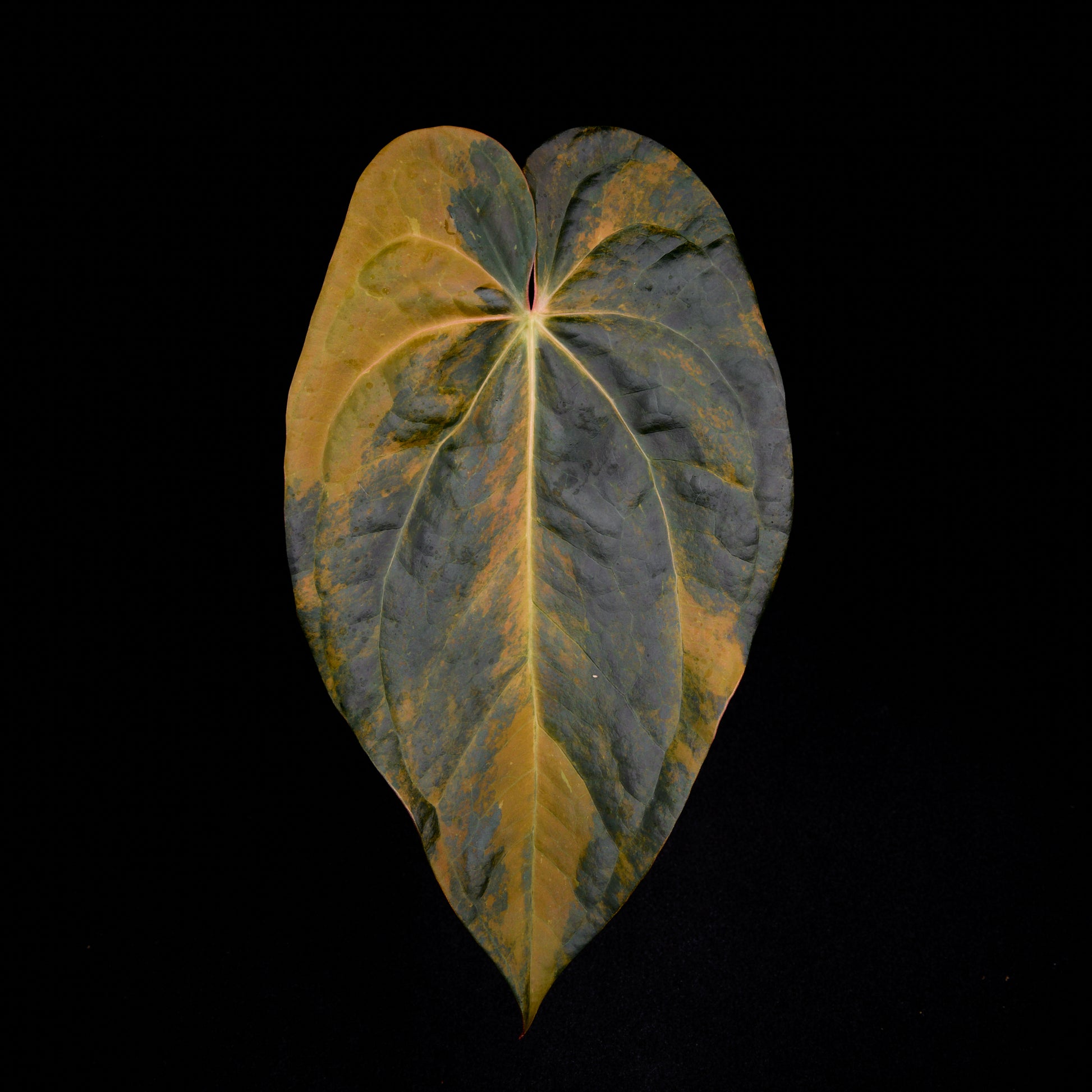Anthurium Kaiser x Ace of spades