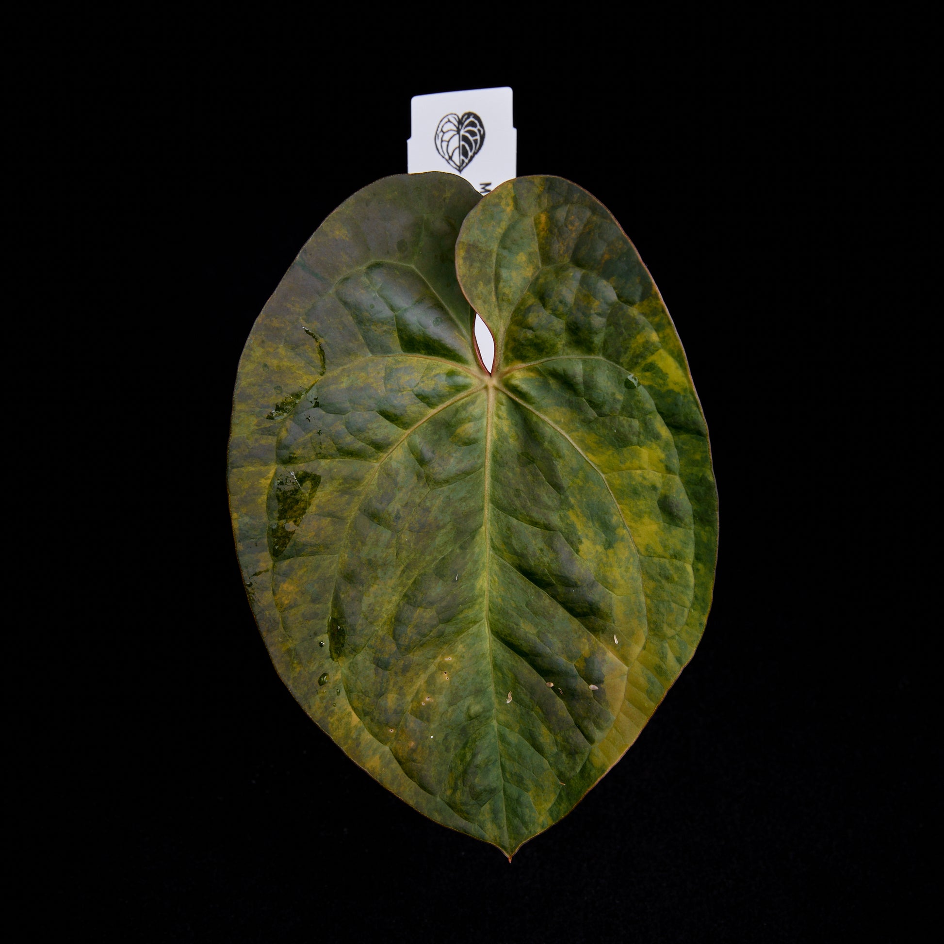 Anthurium Turtle x Sunset
