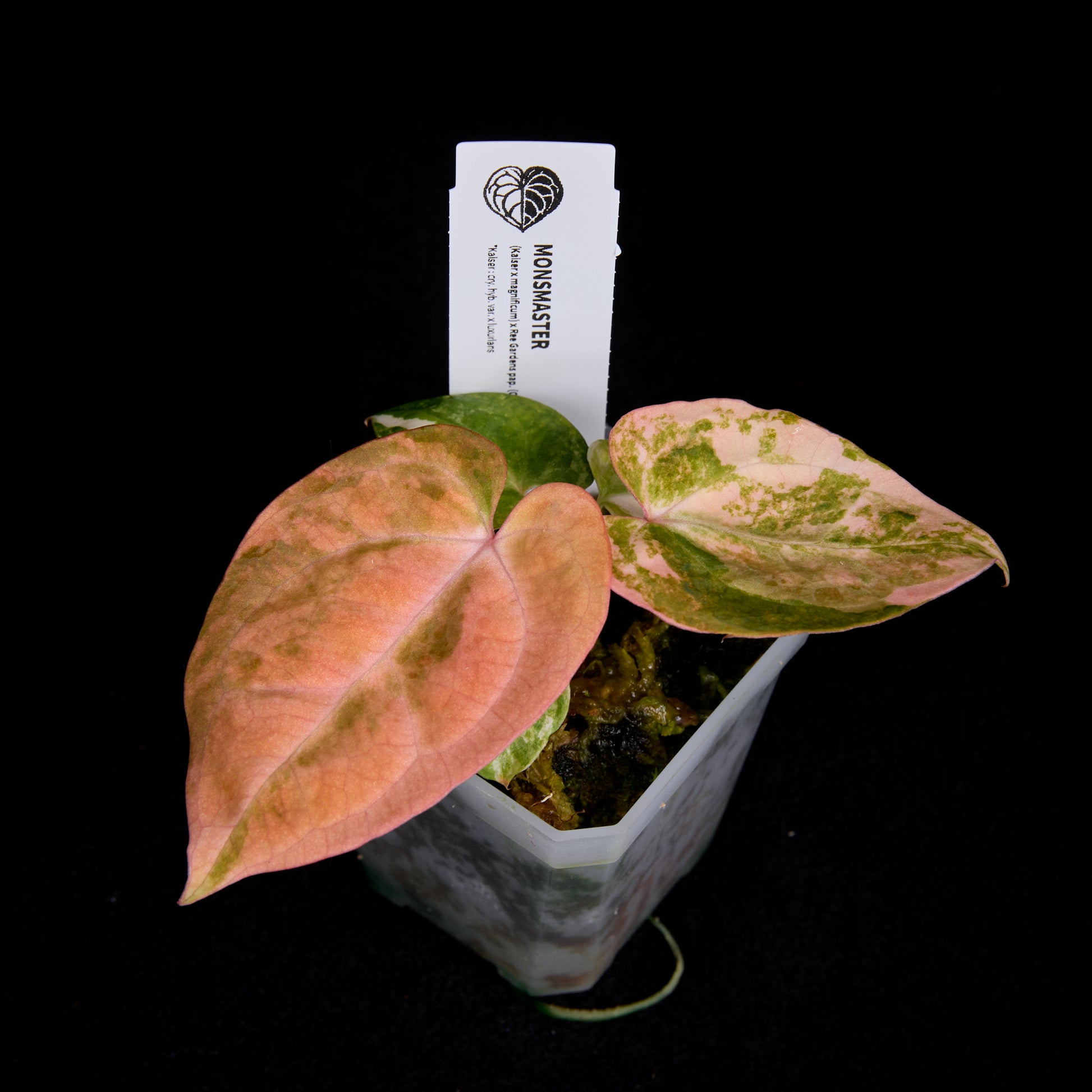 Anthurium (Kaiser x mag) x Ree Gardens (OG Clone) seedlings