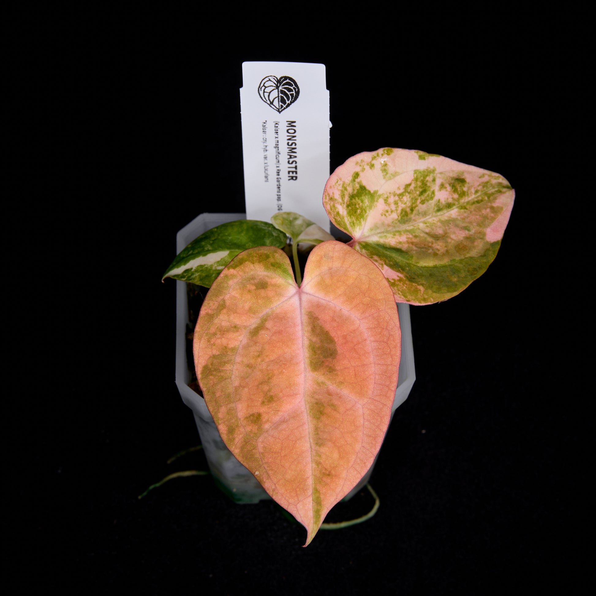 Anthurium (Kaiser x mag) x Ree Gardens (OG Clone) seedlings
