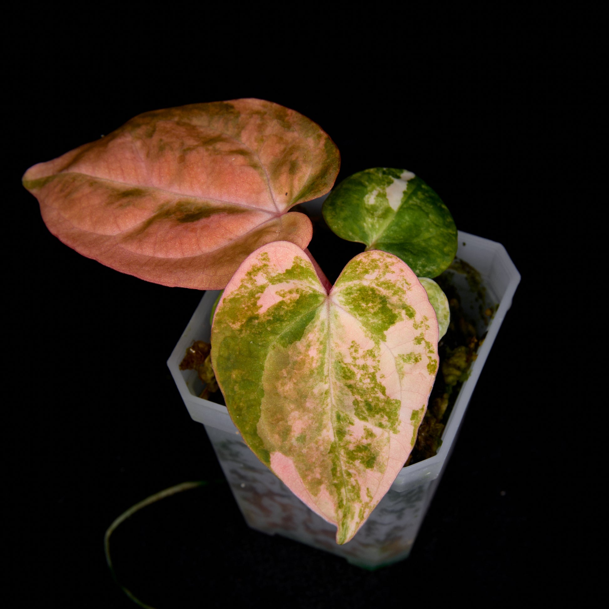 Anthurium (Kaiser x mag) x Ree Gardens (OG Clone) seedlings