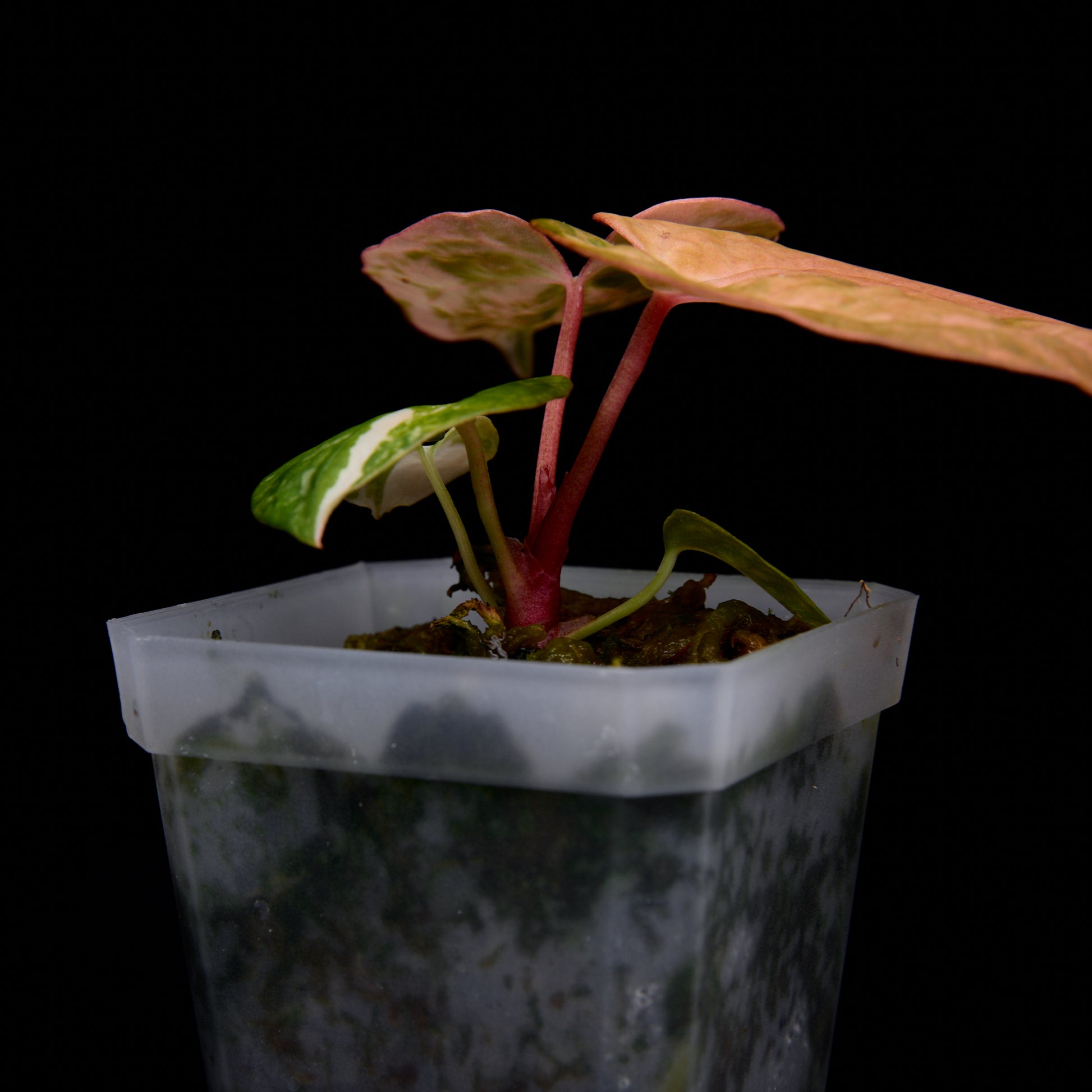 Anthurium (Kaiser x mag) x Ree Gardens (OG Clone) seedlings