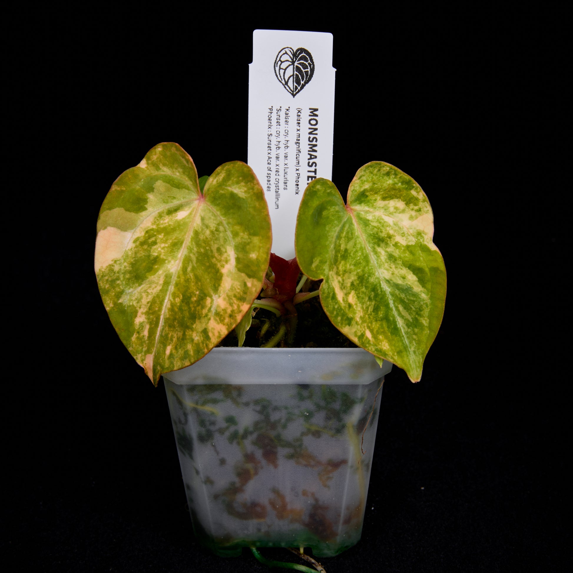 Anthurium (Kaiser x mag) x Phoenix seedlings