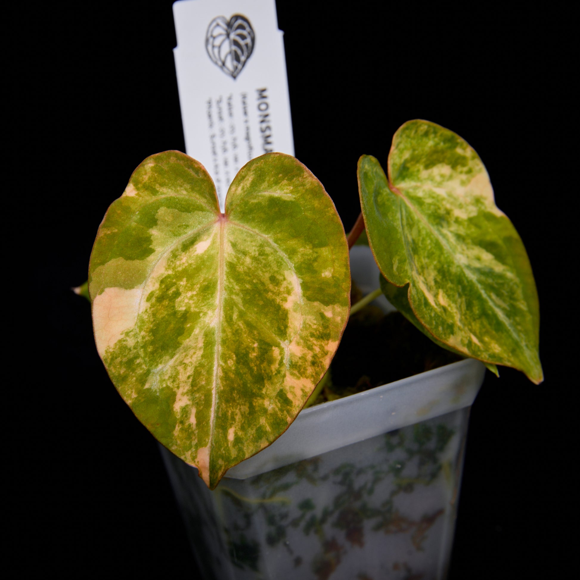 Anthurium (Kaiser x mag) x Phoenix seedlings