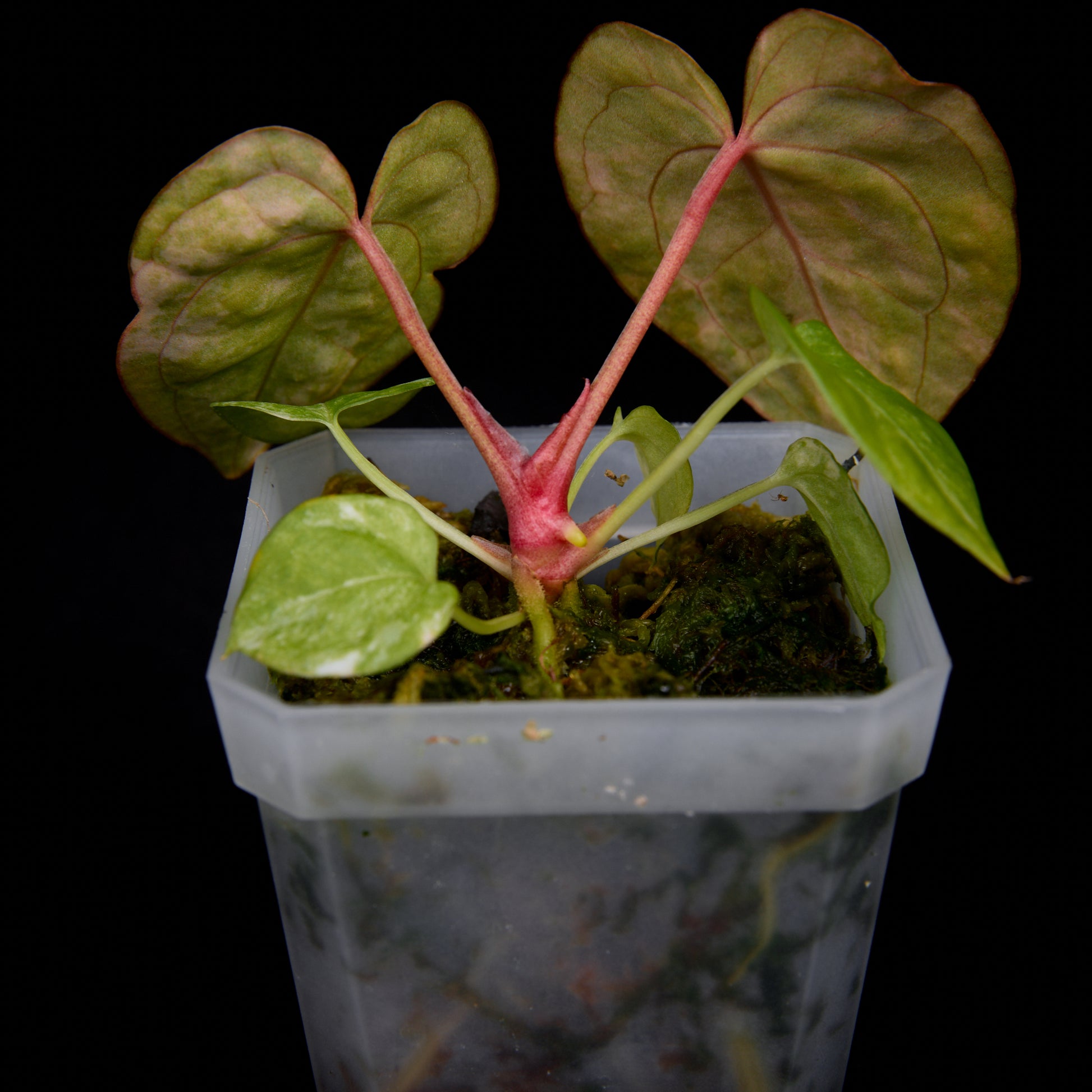 Anthurium (Kaiser x mag) x Phoenix seedlings