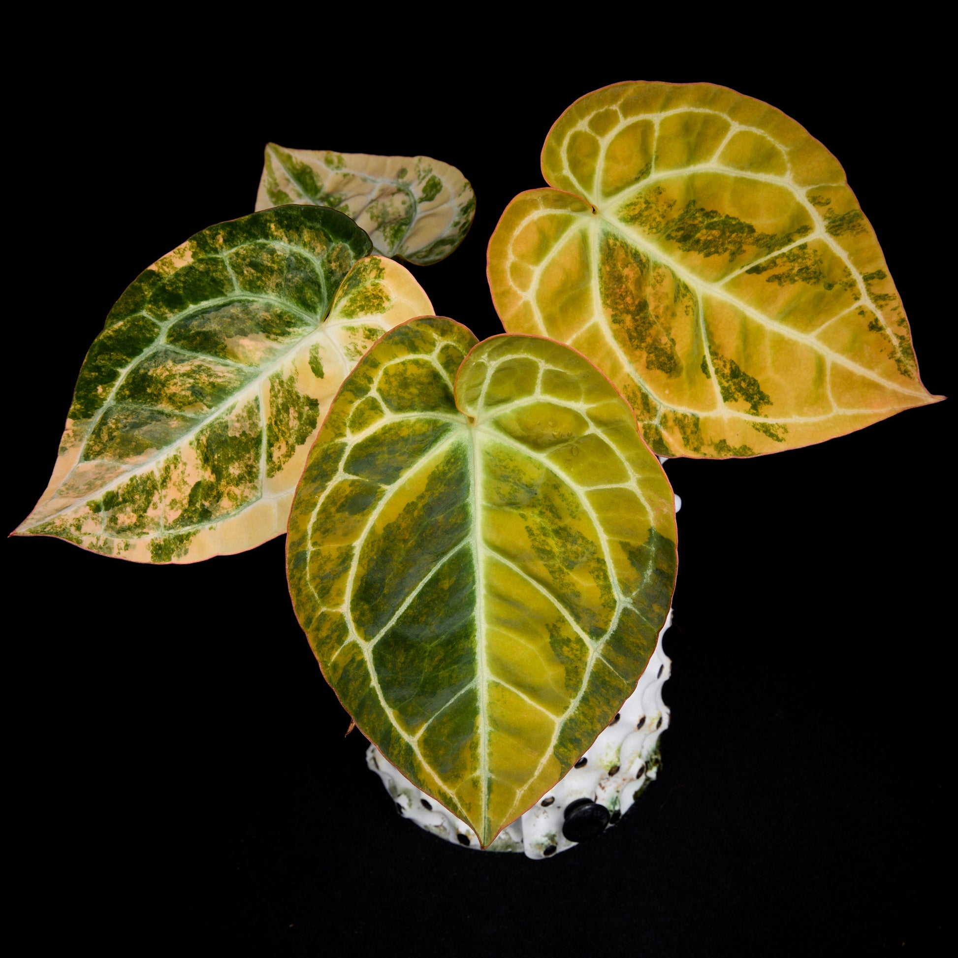 Anthurium Turtle x (Sunset x mag)