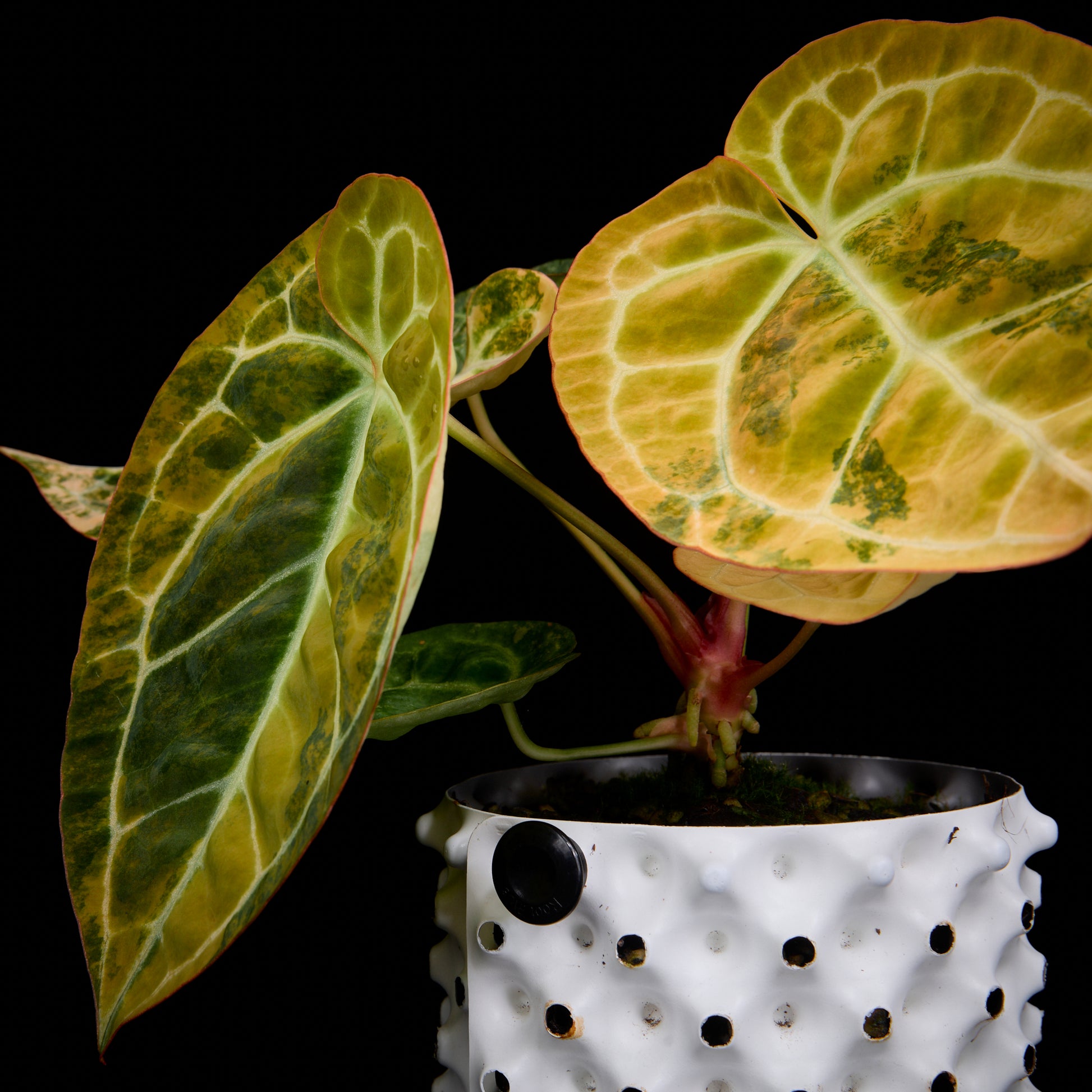 Anthurium Turtle x (Sunset x mag)
