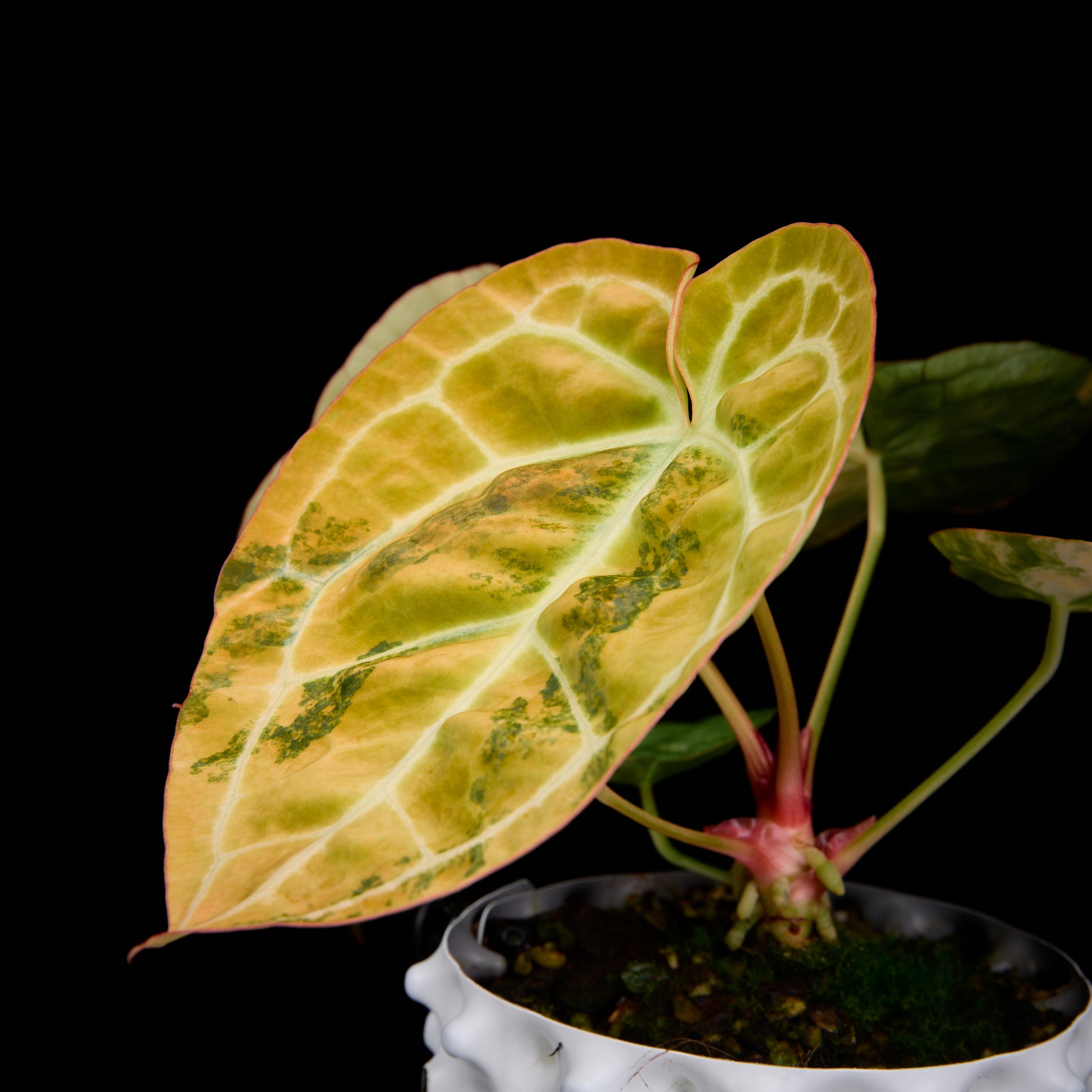 Anthurium Turtle x (Sunset x mag)