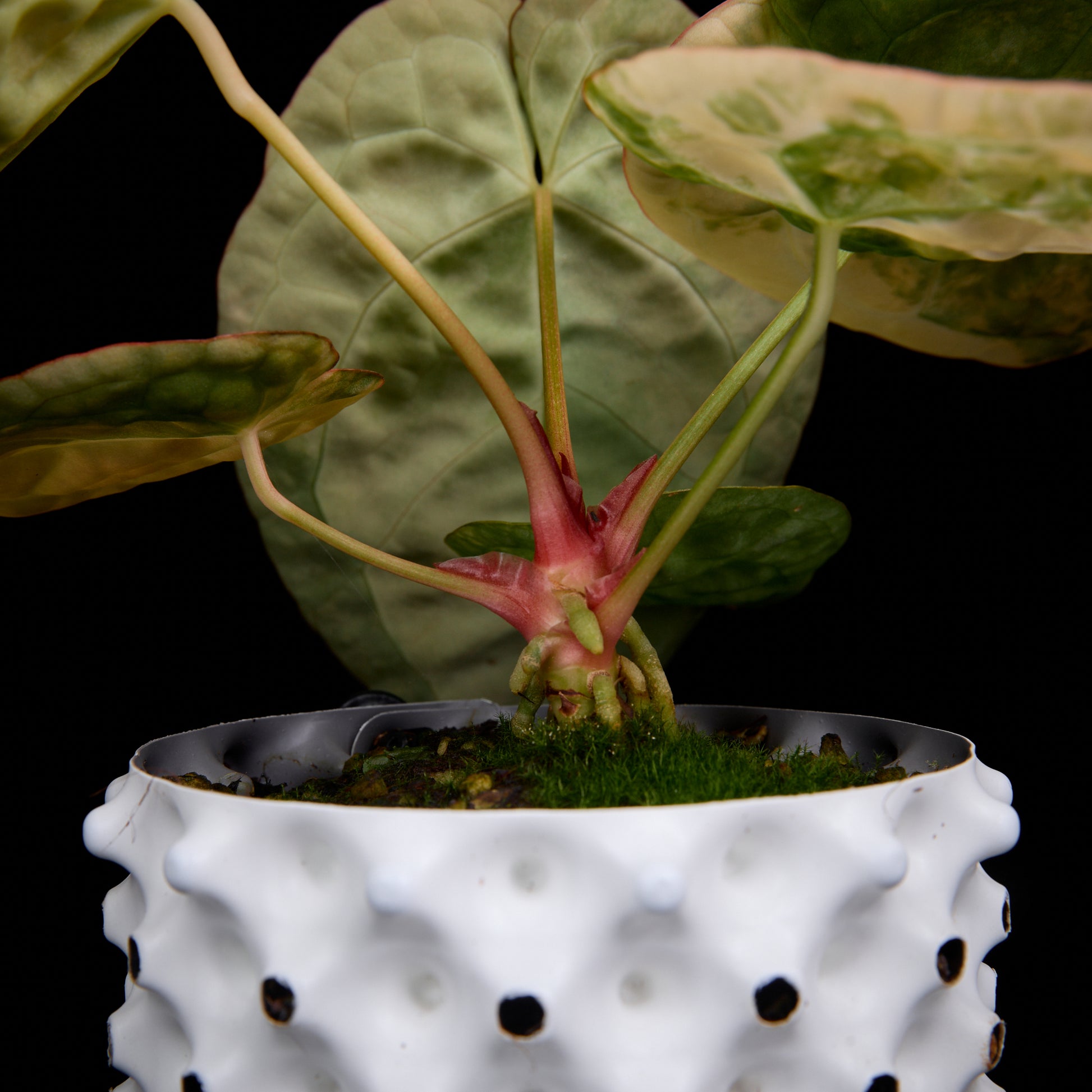 Anthurium Turtle x (Sunset x mag)