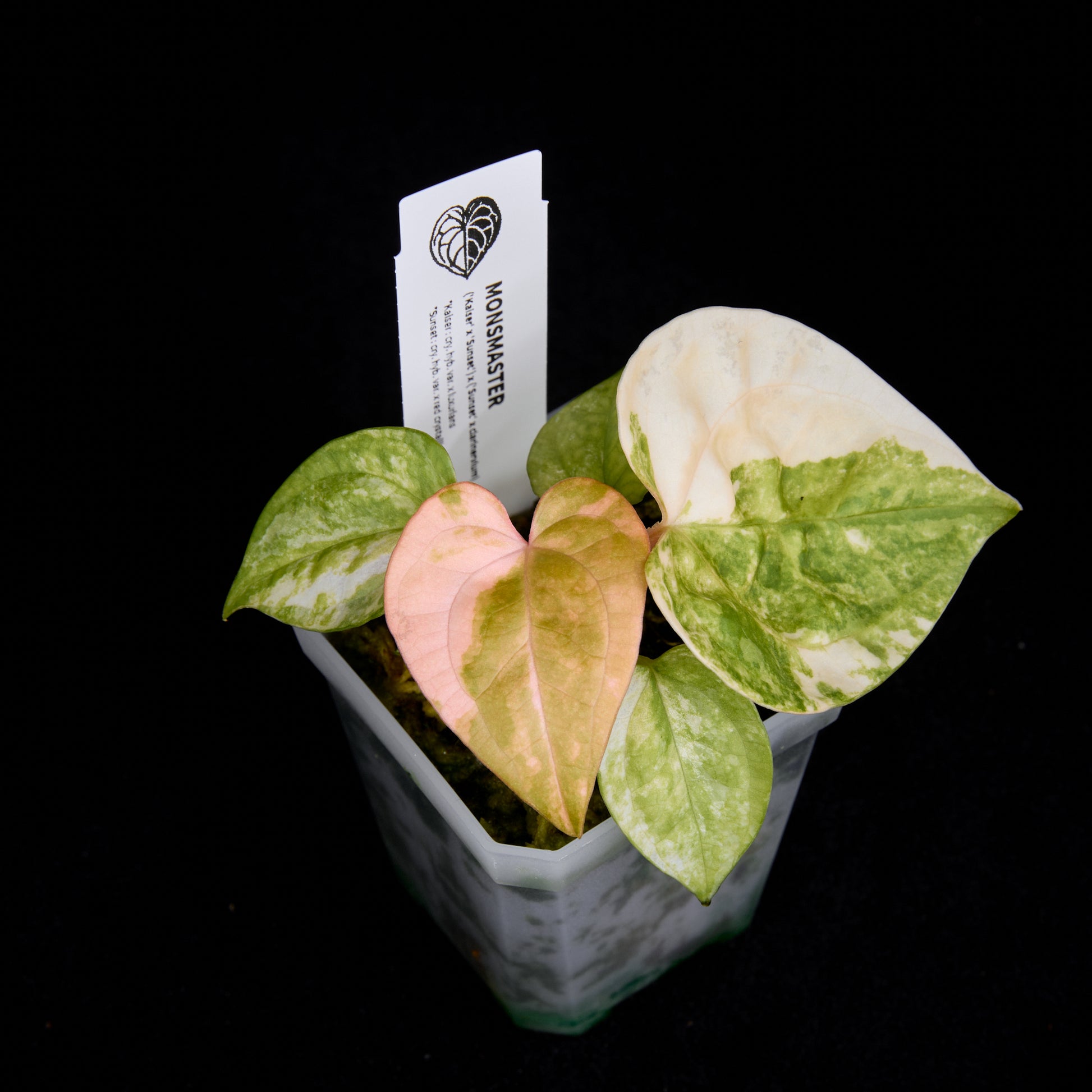 Anthurium (Kaiser x Sunset) x (Sunset x clarinervium) seedlings