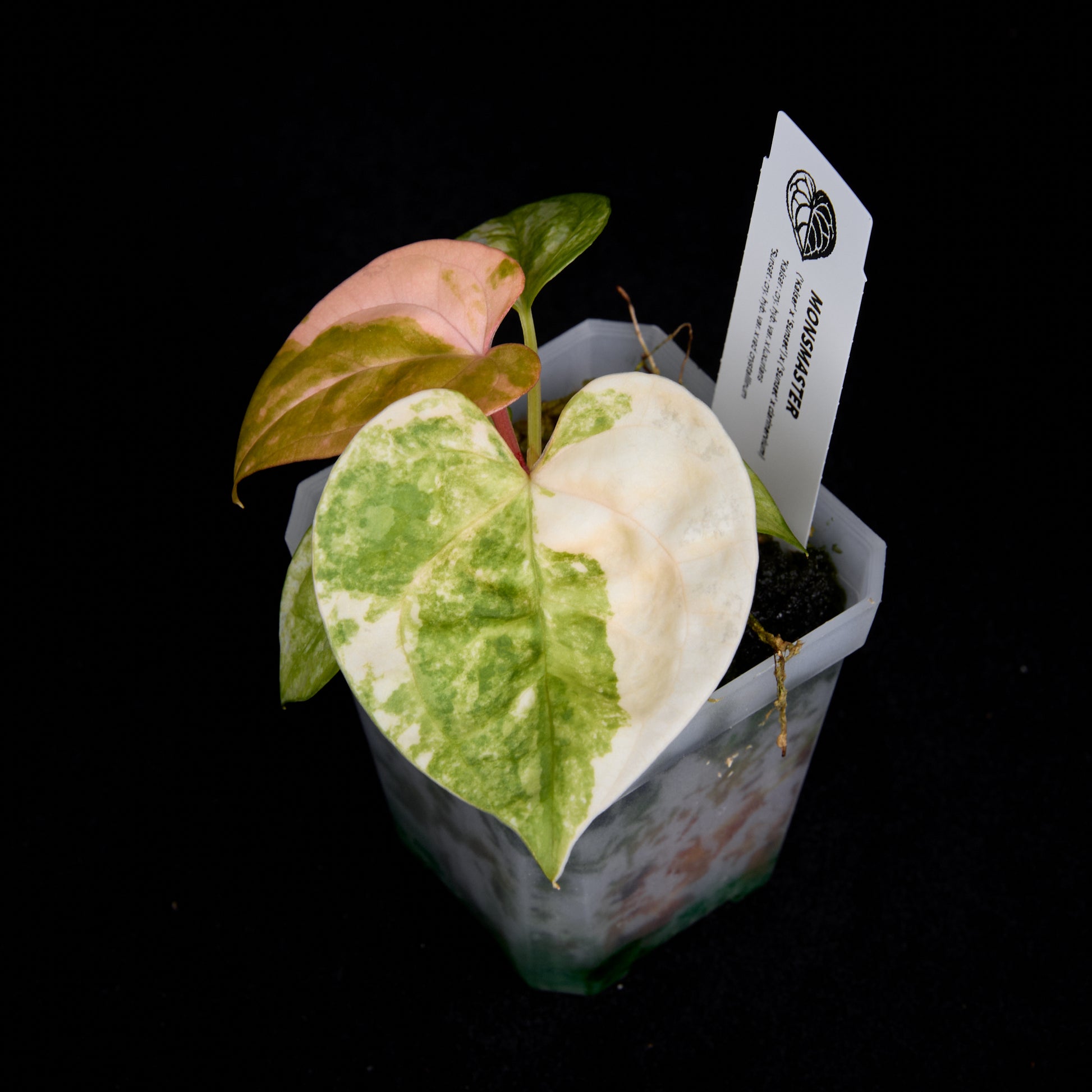 Anthurium (Kaiser x Sunset) x (Sunset x clarinervium) seedlings