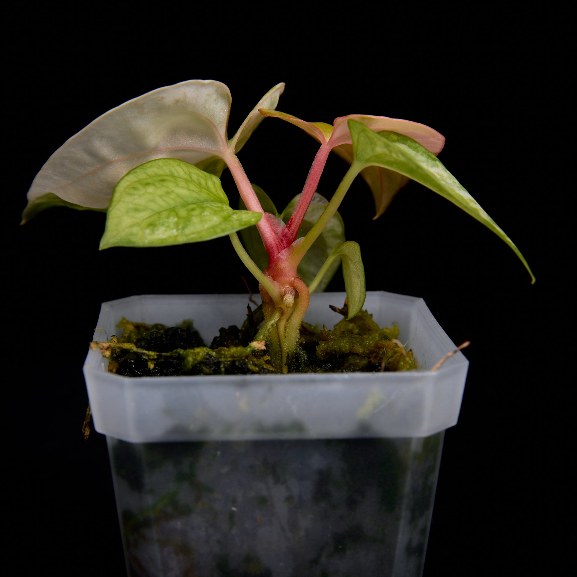 Anthurium (Kaiser x Sunset) x (Sunset x clarinervium) seedlings