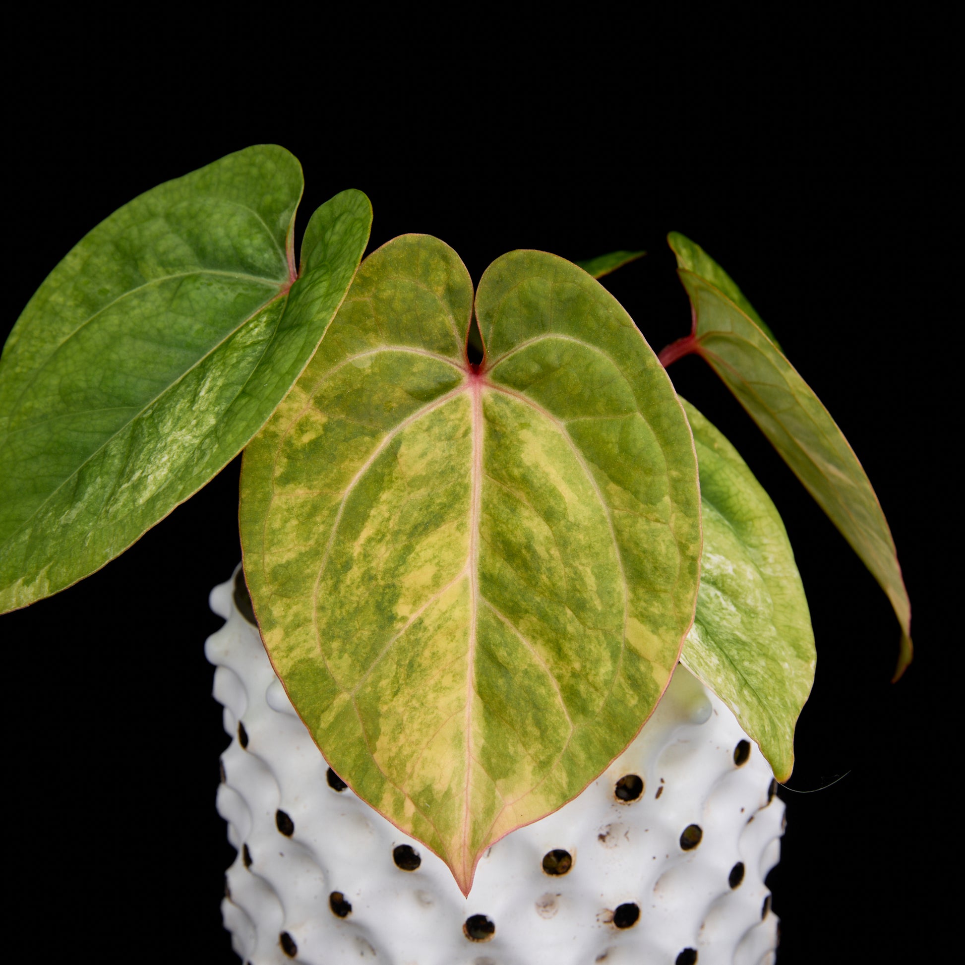 Anthurium (Kaiser x Sunset) x Phoenix